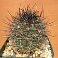 Echinopsis melanopotamicum