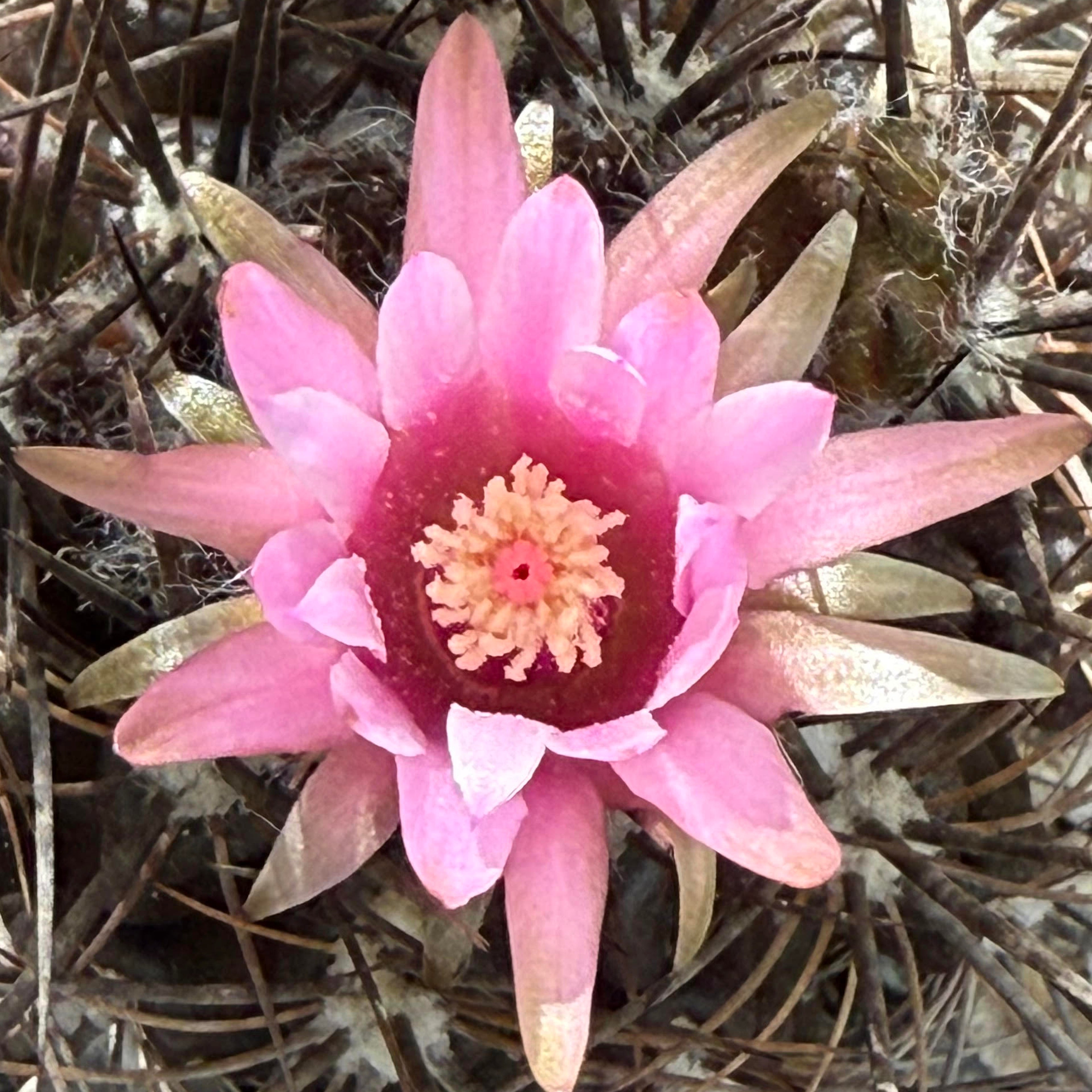 Echinopsis melanopotamicum