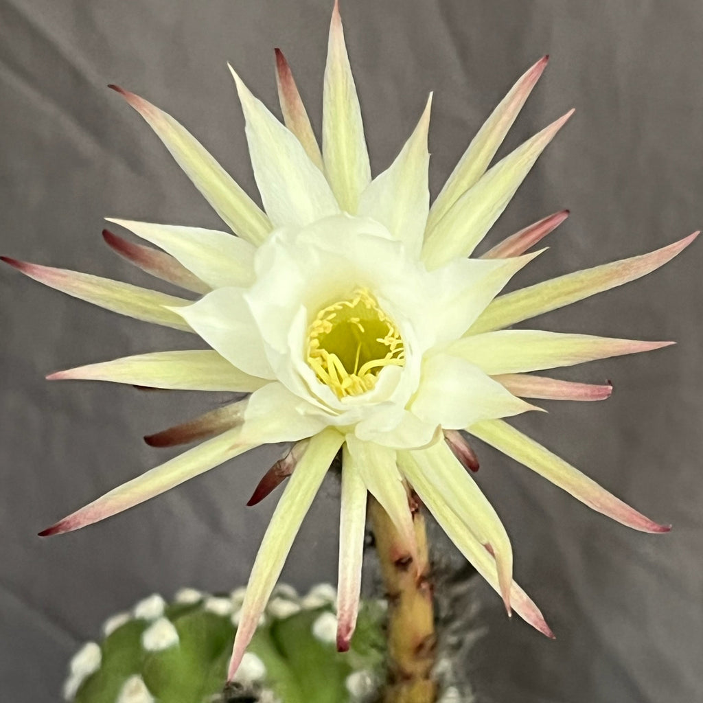 Echinopsis subdenudatum - fuzzy navel