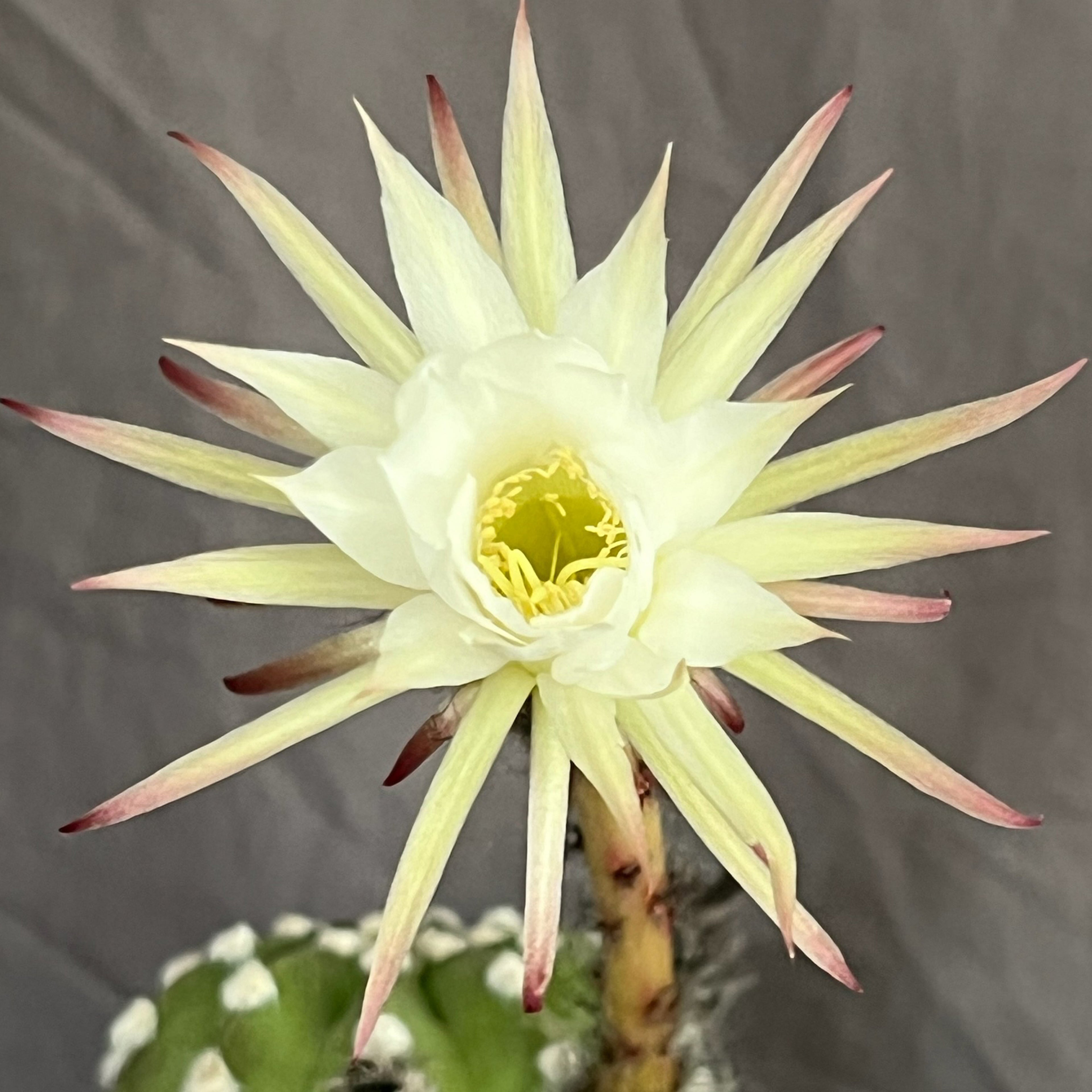 Echinopsis subdenudatum - fuzzy navel