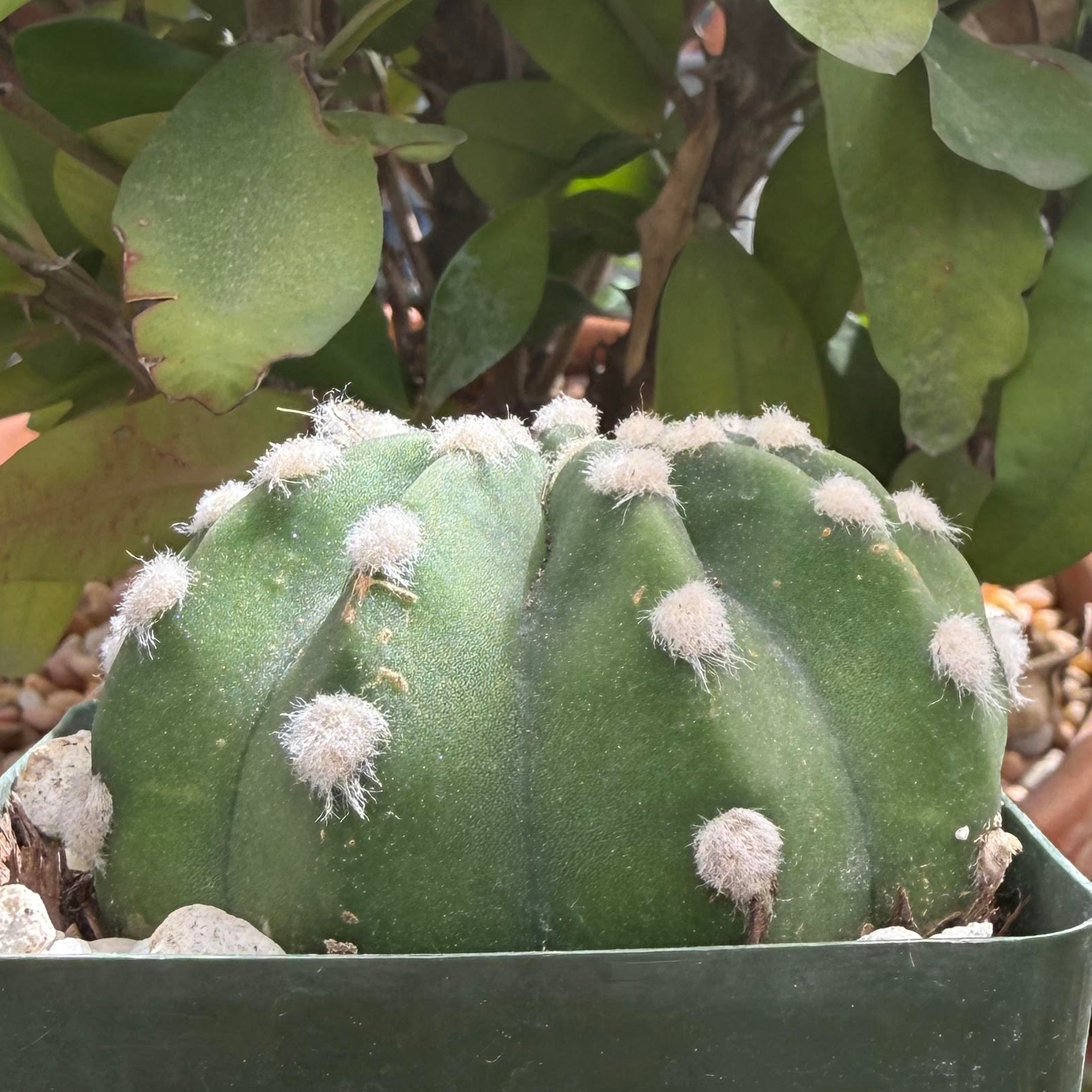 Echinopsis subdenudatum - fuzzy navel