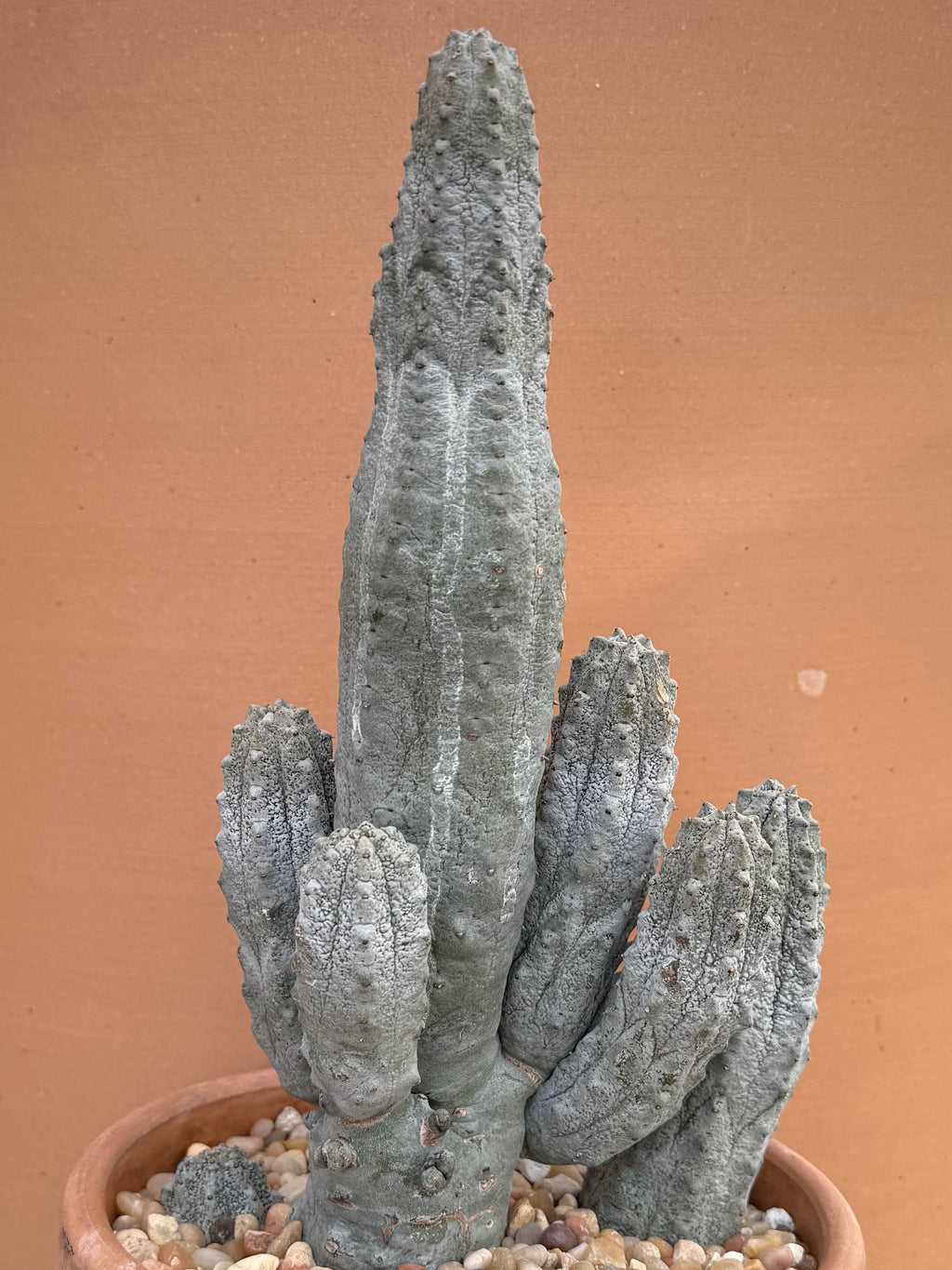 show-plant