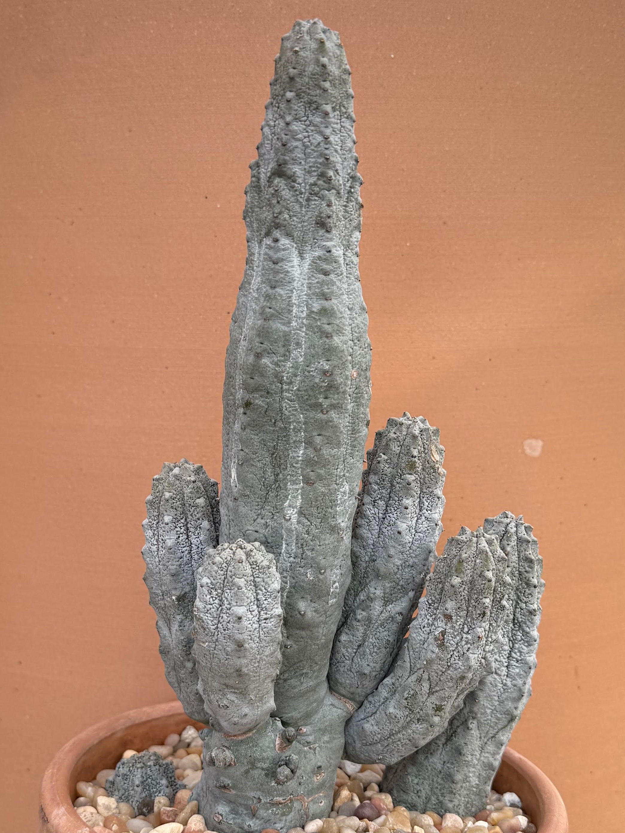 show-plant