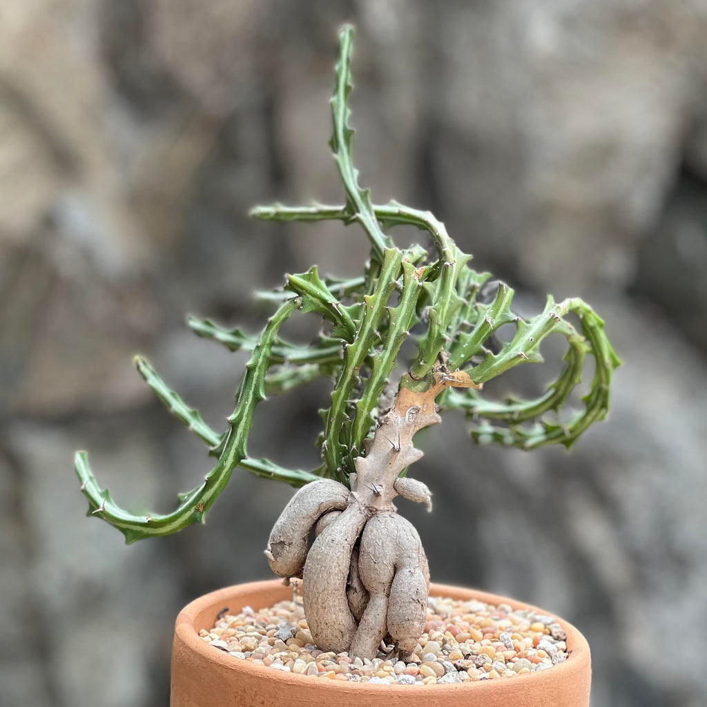 show-plant