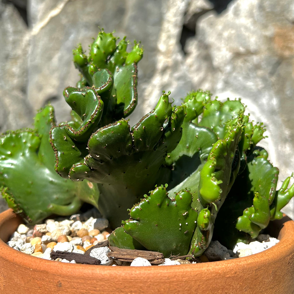 show-plant