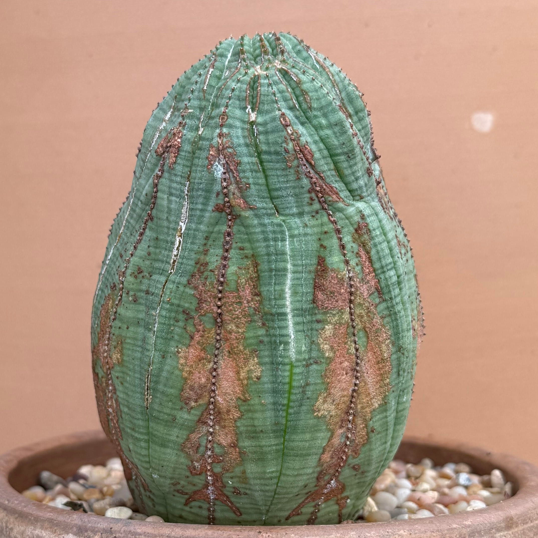 show-plant