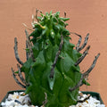 Euphorbia schoenlandii