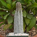 Euphorbia abdelkuri