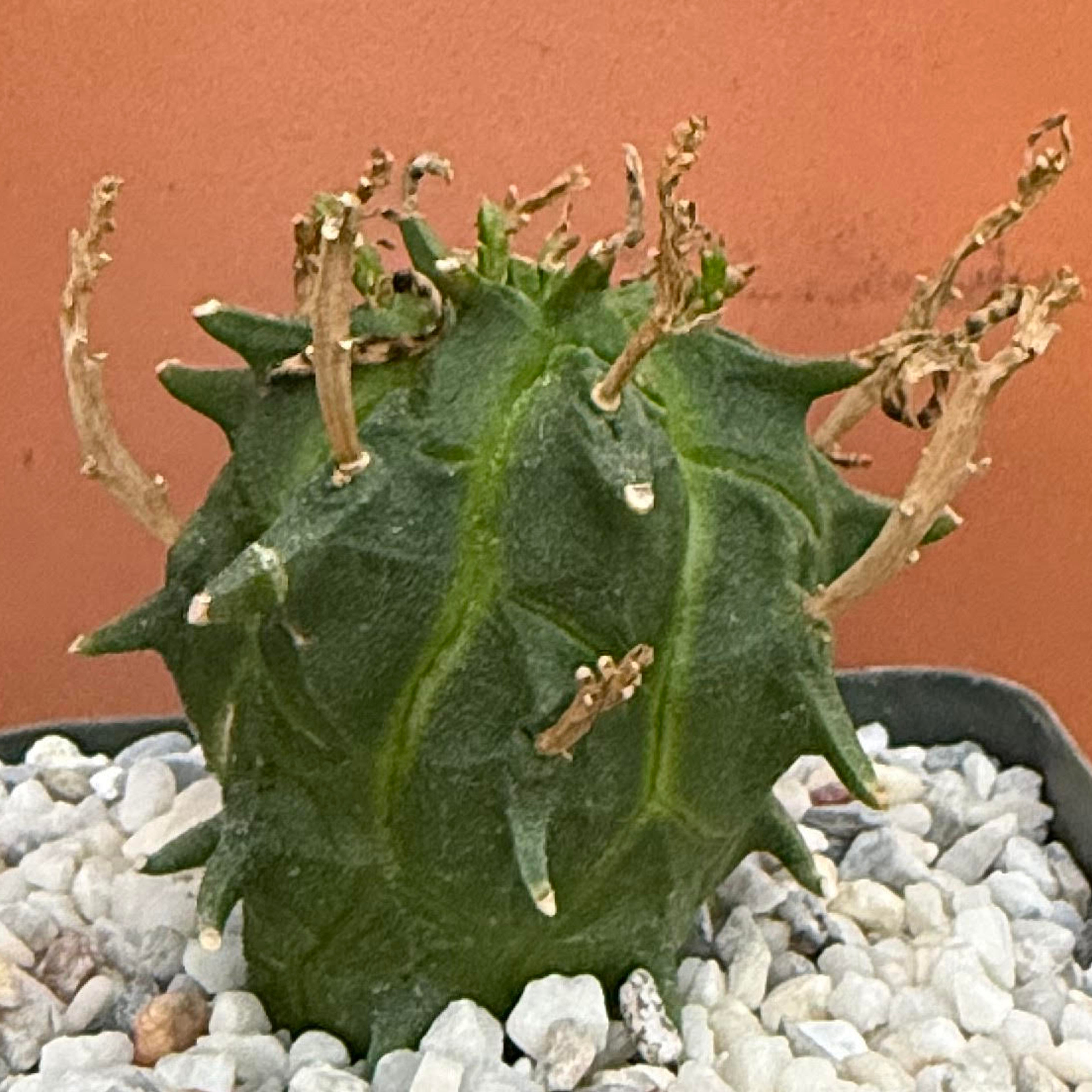 Euphorbia fasciculata