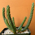 Euphorbia inermis