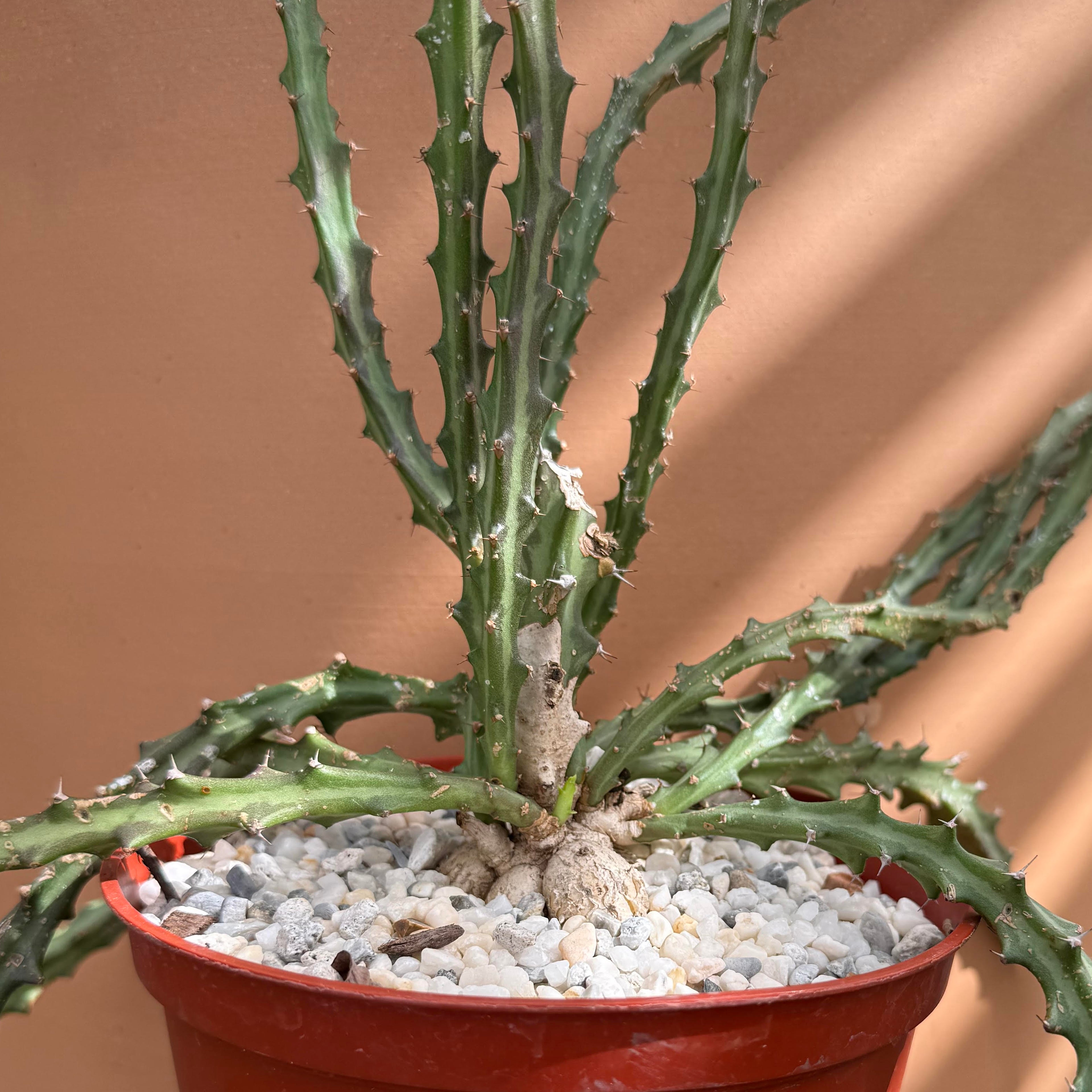 Euphorbia knuthii