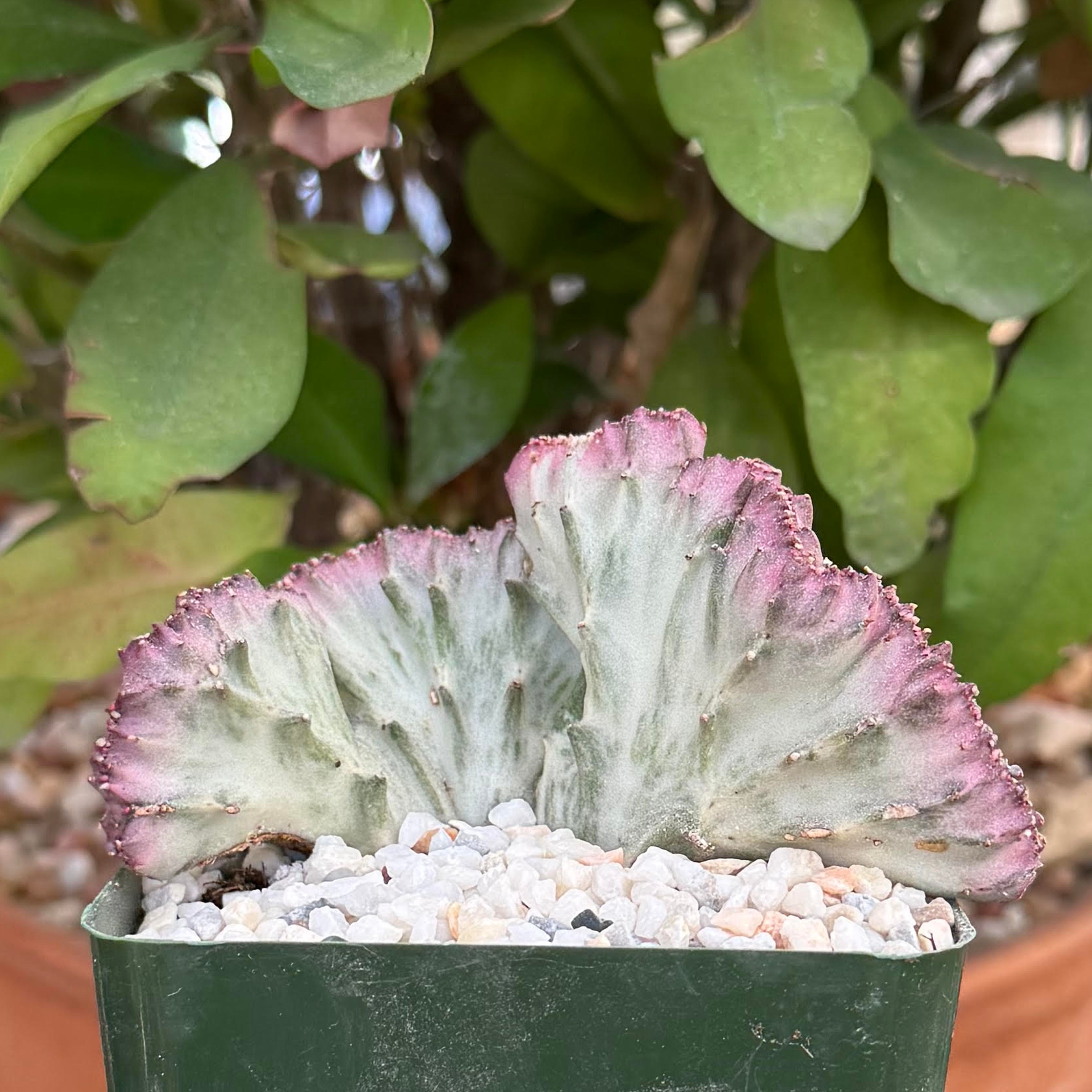 Euphorbia lactea crest variegata (grafted)