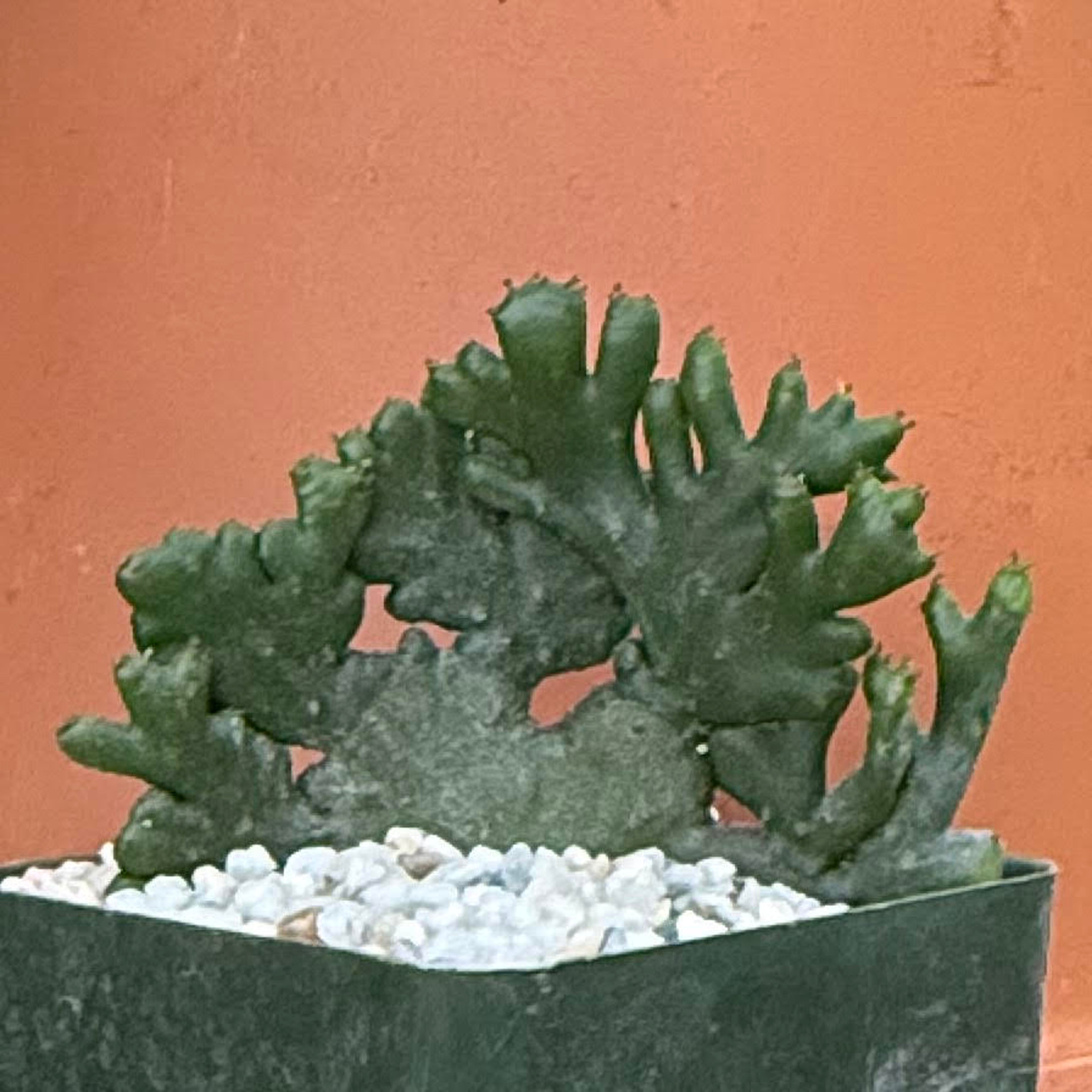 Euphorbia leucodendron cristata