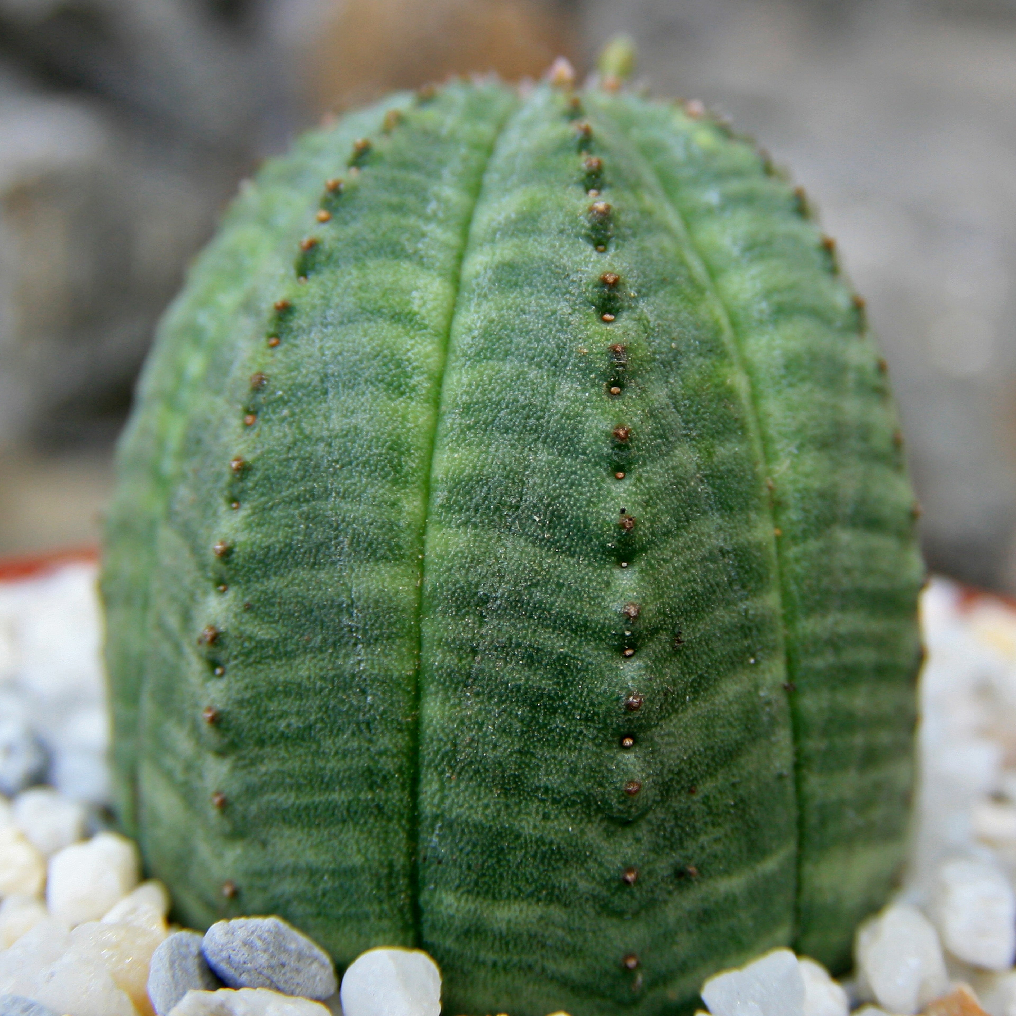 Euphorbia obesa