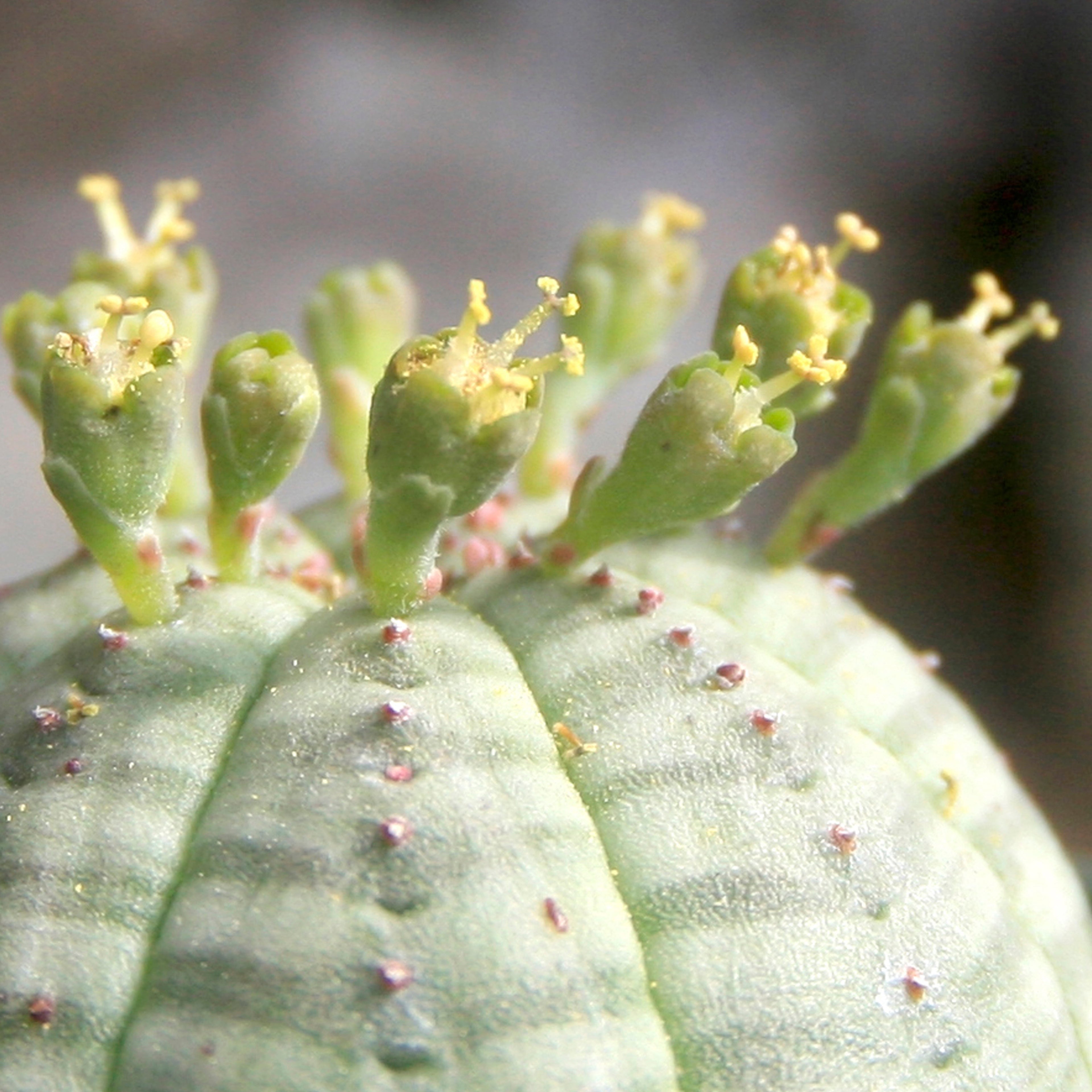 Euphorbia obesa