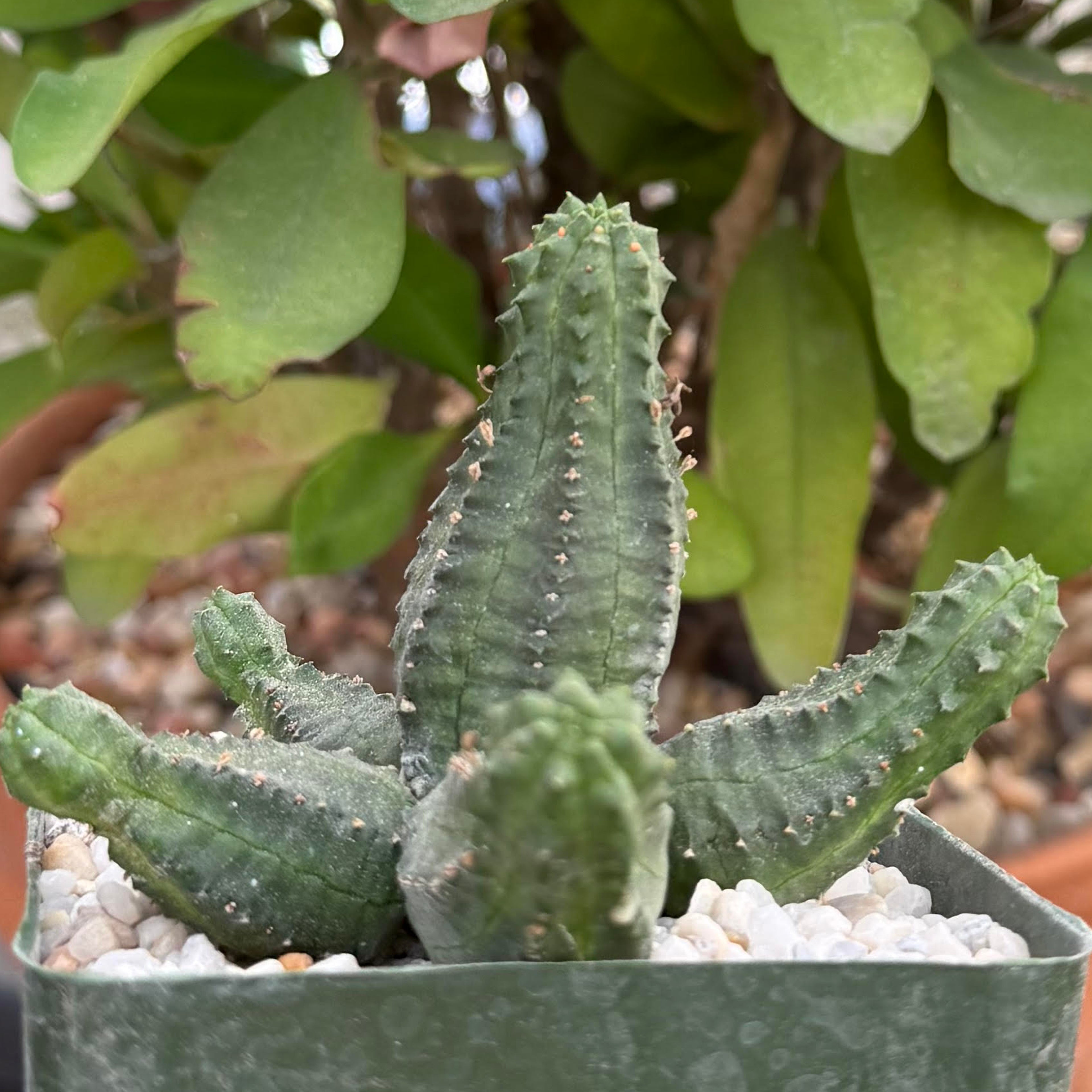 Euphorbia pseudoglobosa hybrid