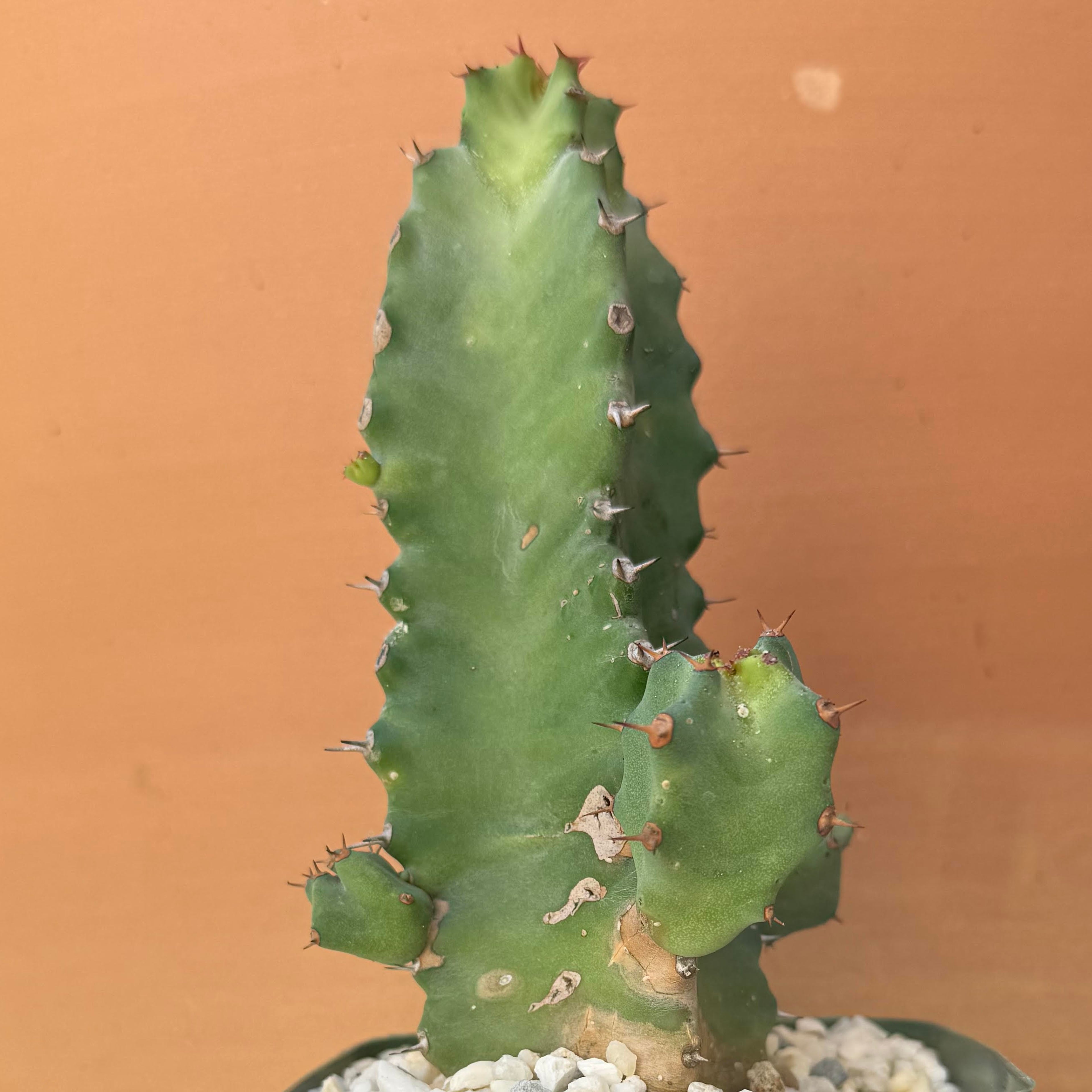 Euphorbia resinifera