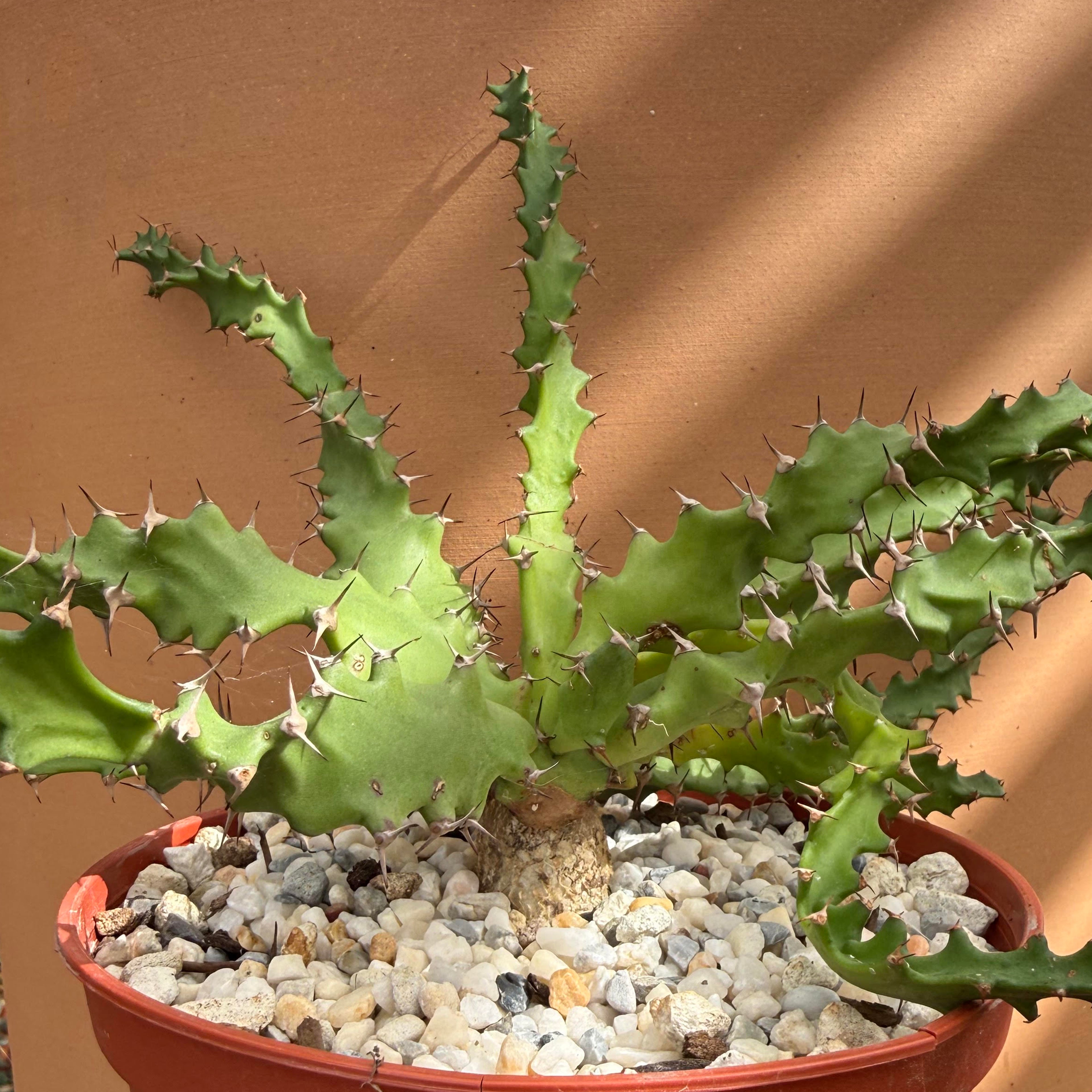Euphorbia squarrosa