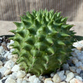 Euphorbia suzannea