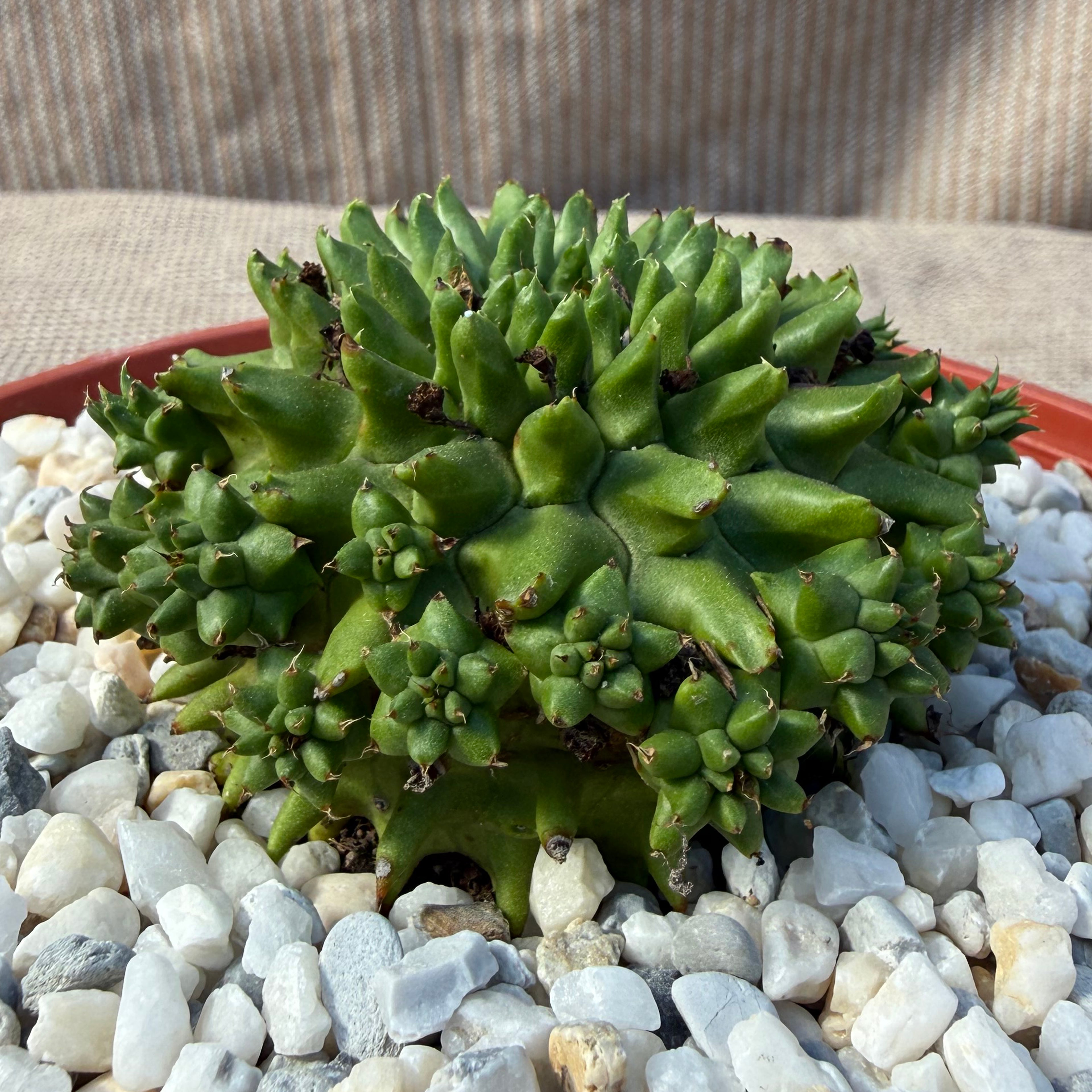 Euphorbia suzannea