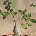 Fockea edulis