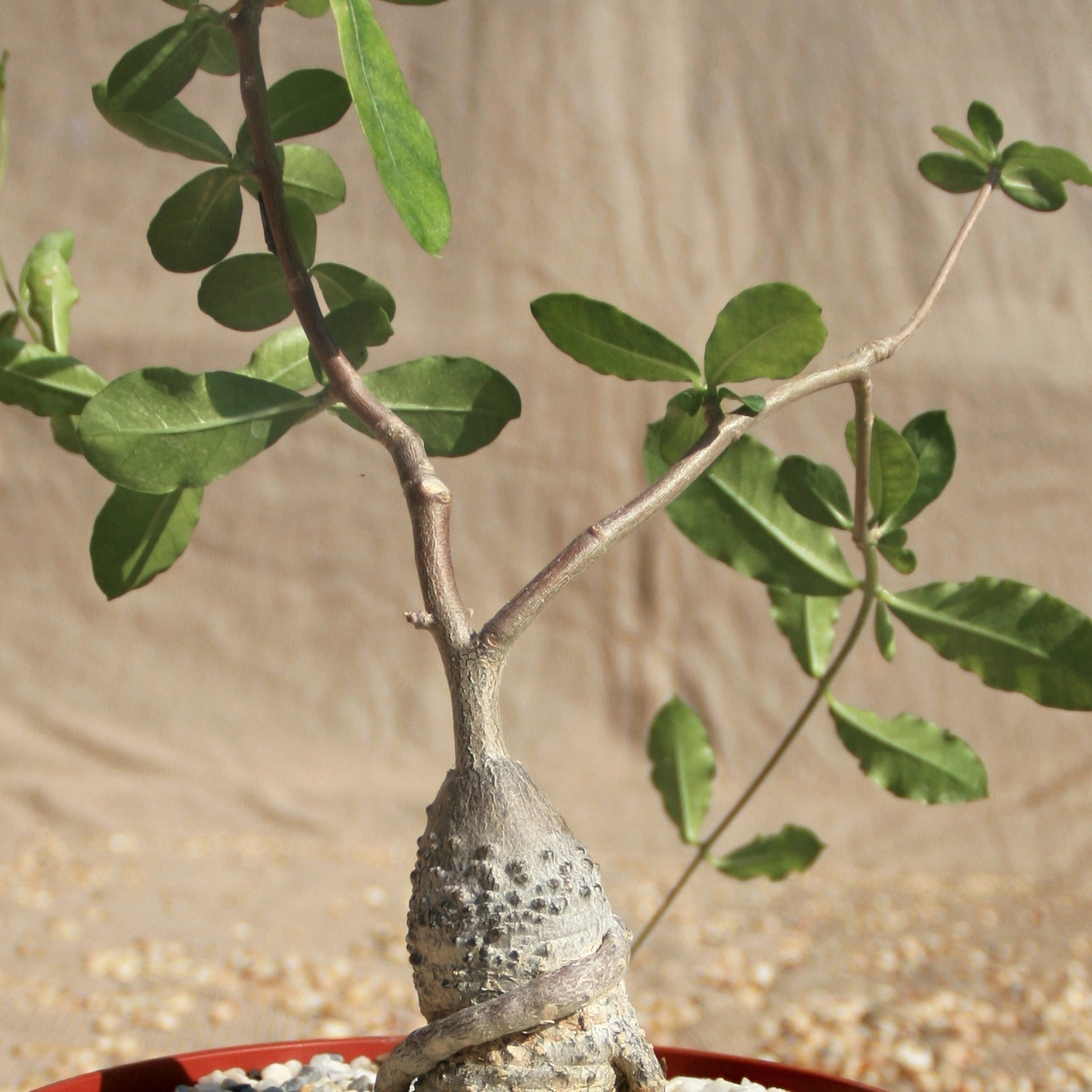 Fockea edulis