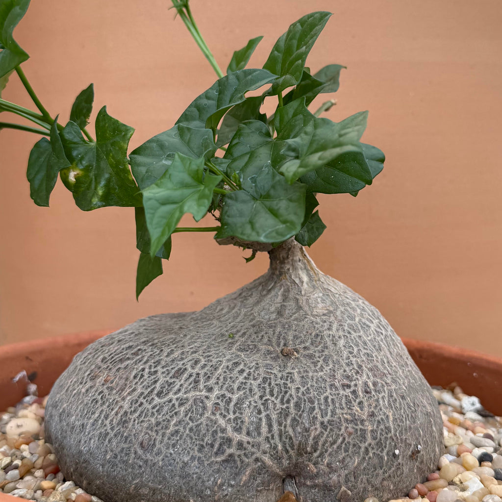 show-plant