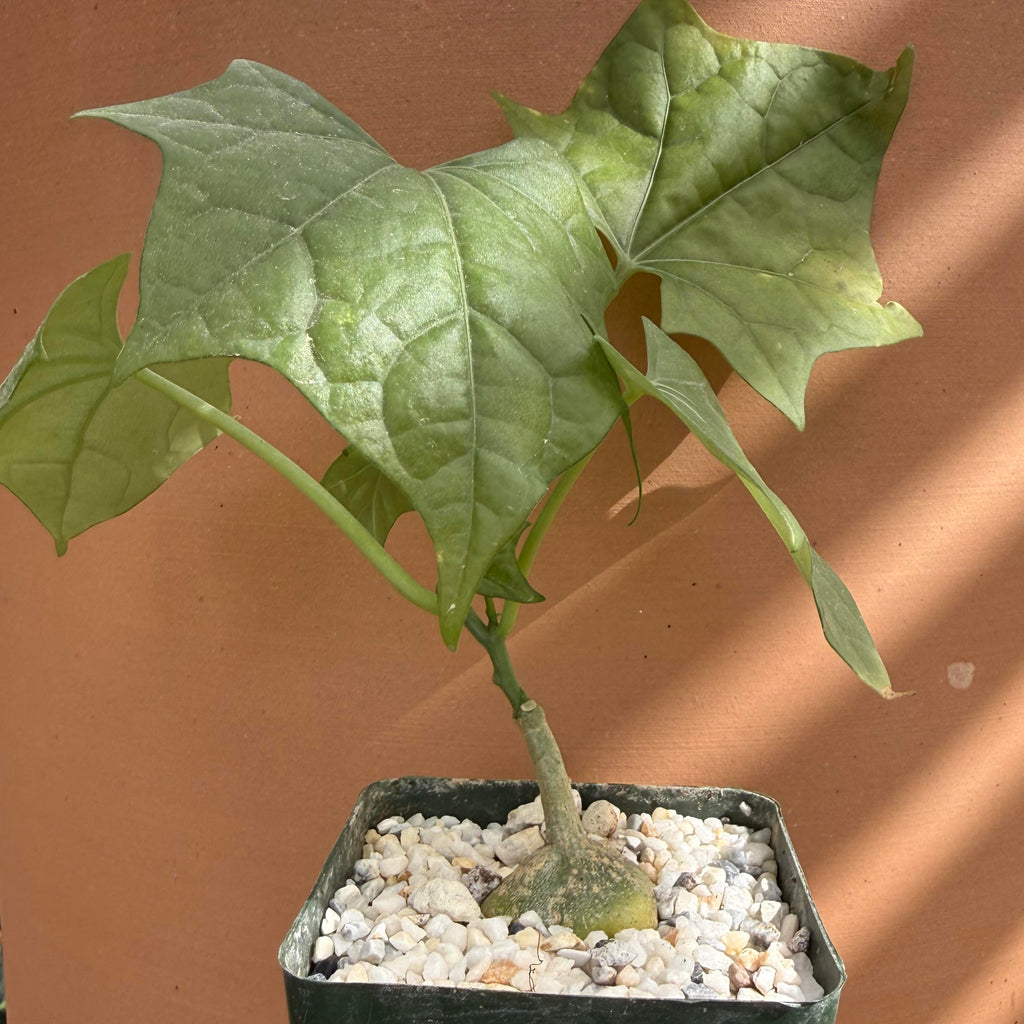 Gerrardanthus macrorhizus