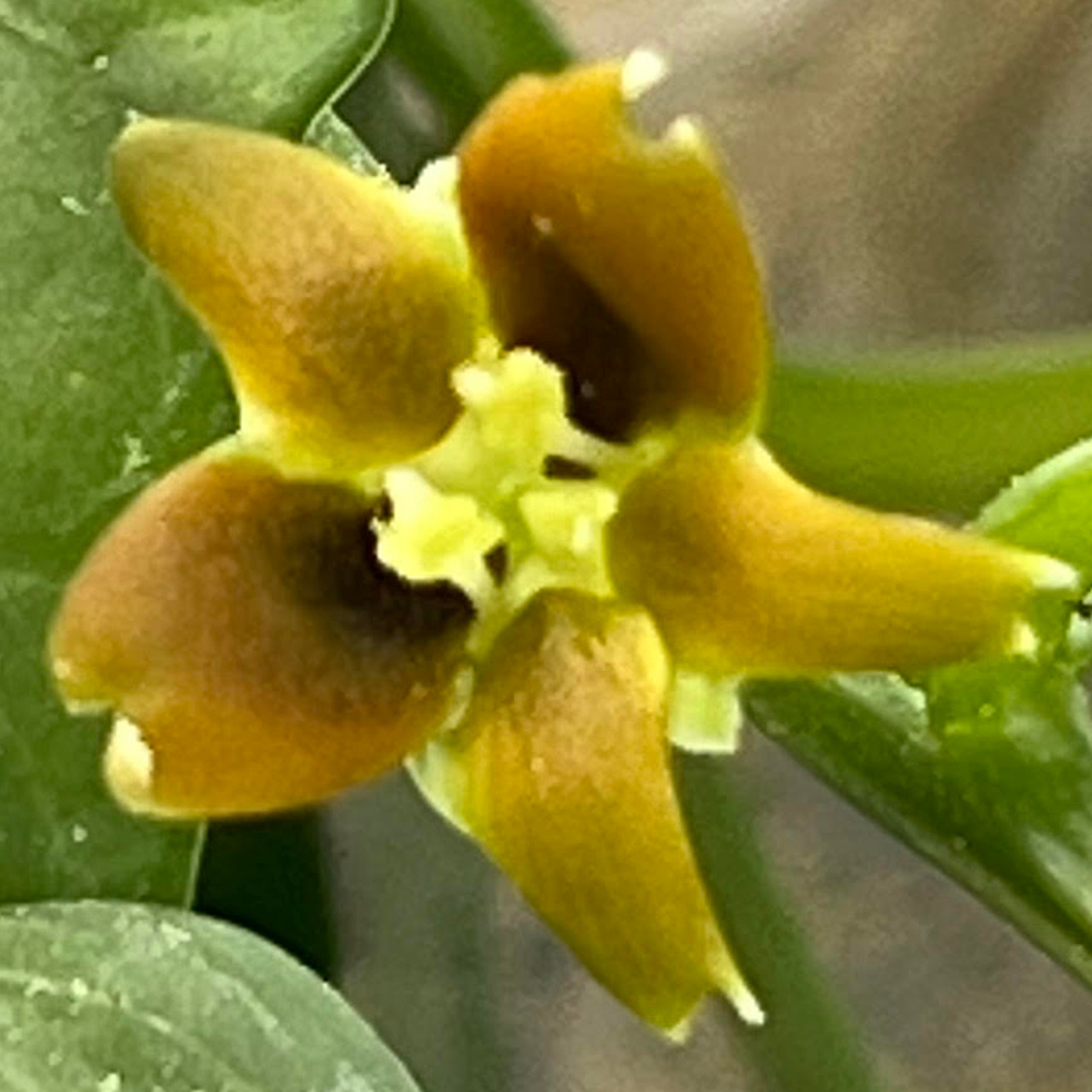 Gerrardanthus macrorhizus