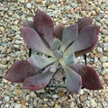 Graptoveria debbie