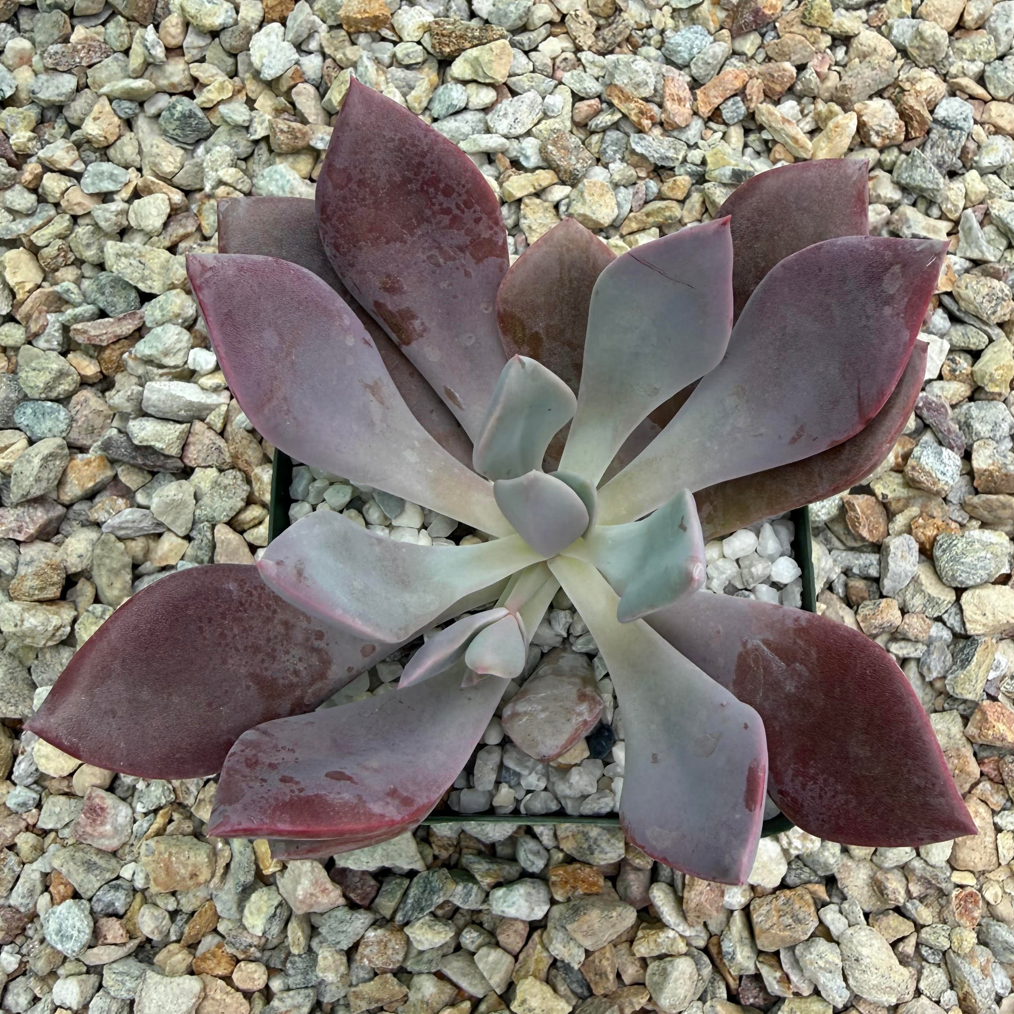 Graptoveria debbie