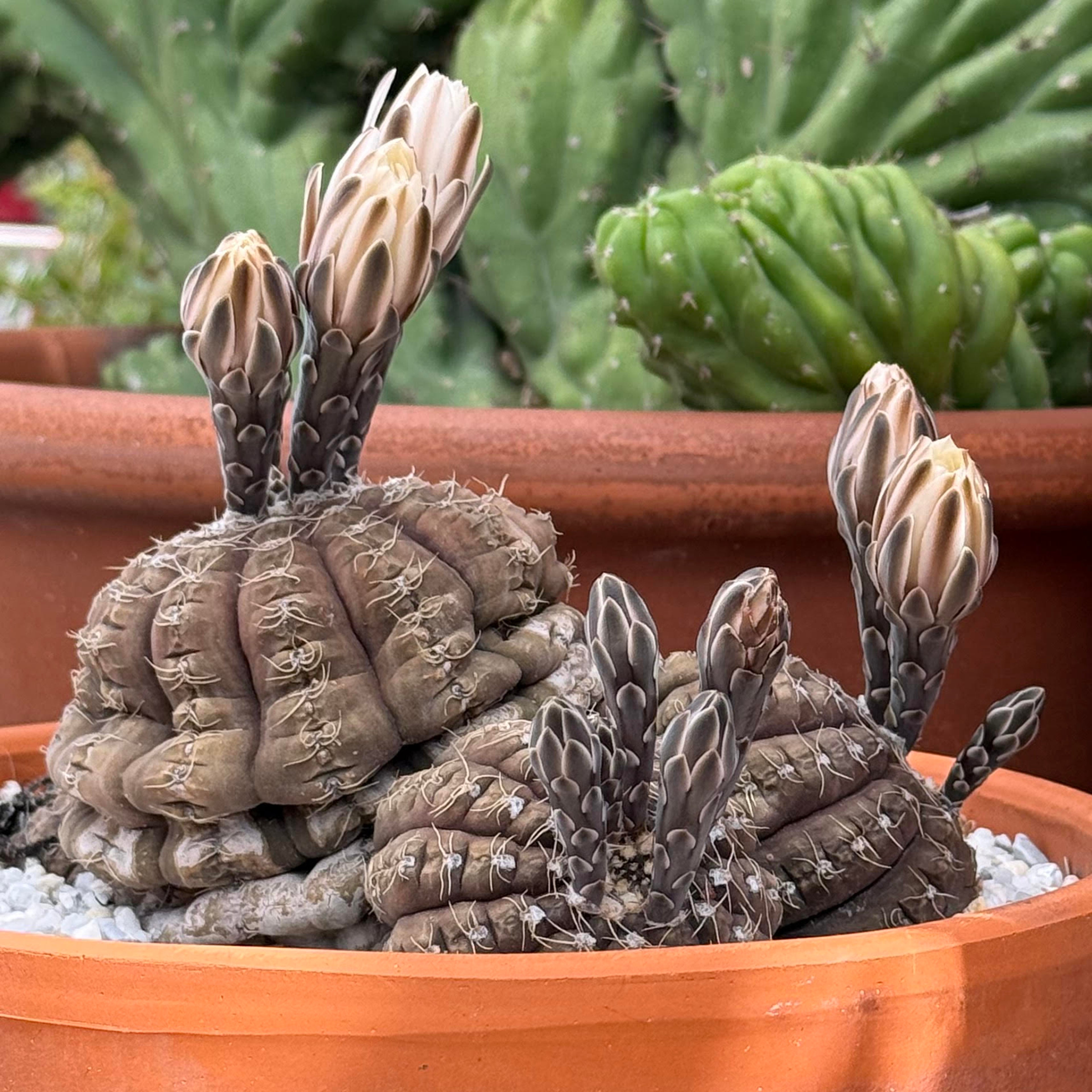 show-plant