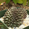 Gymnocalycium inermis cristata
