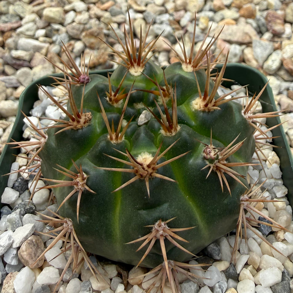 Gymnocalycium neuhuberi