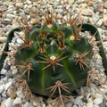 Gymnocalycium neuhuberi
