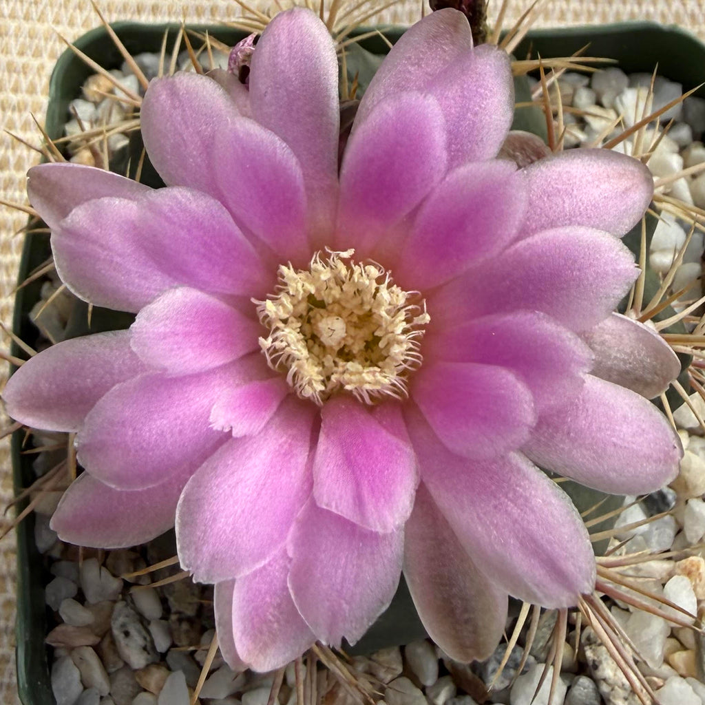 Gymnocalycium neuhuberi