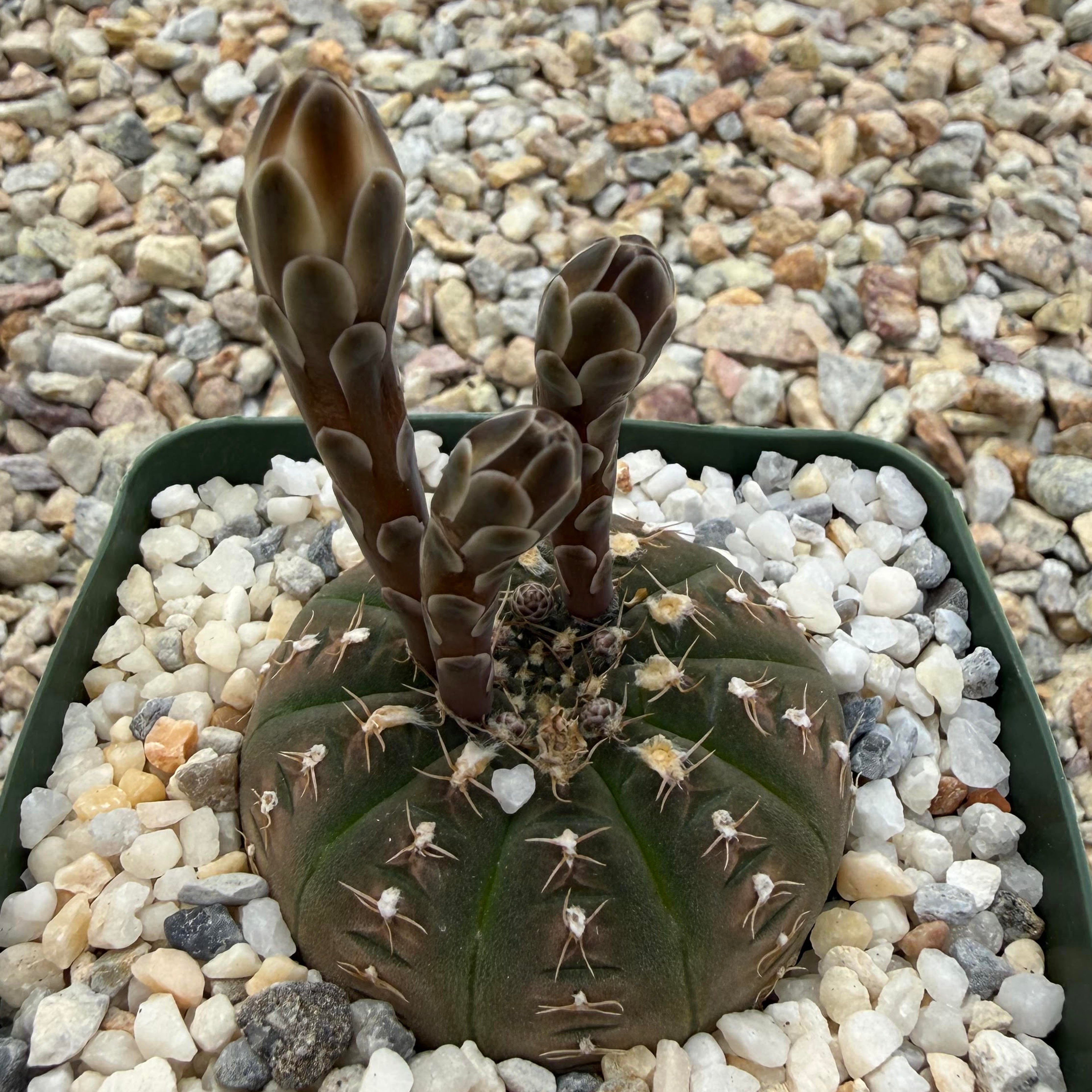 Gymnocalycium ragonesei