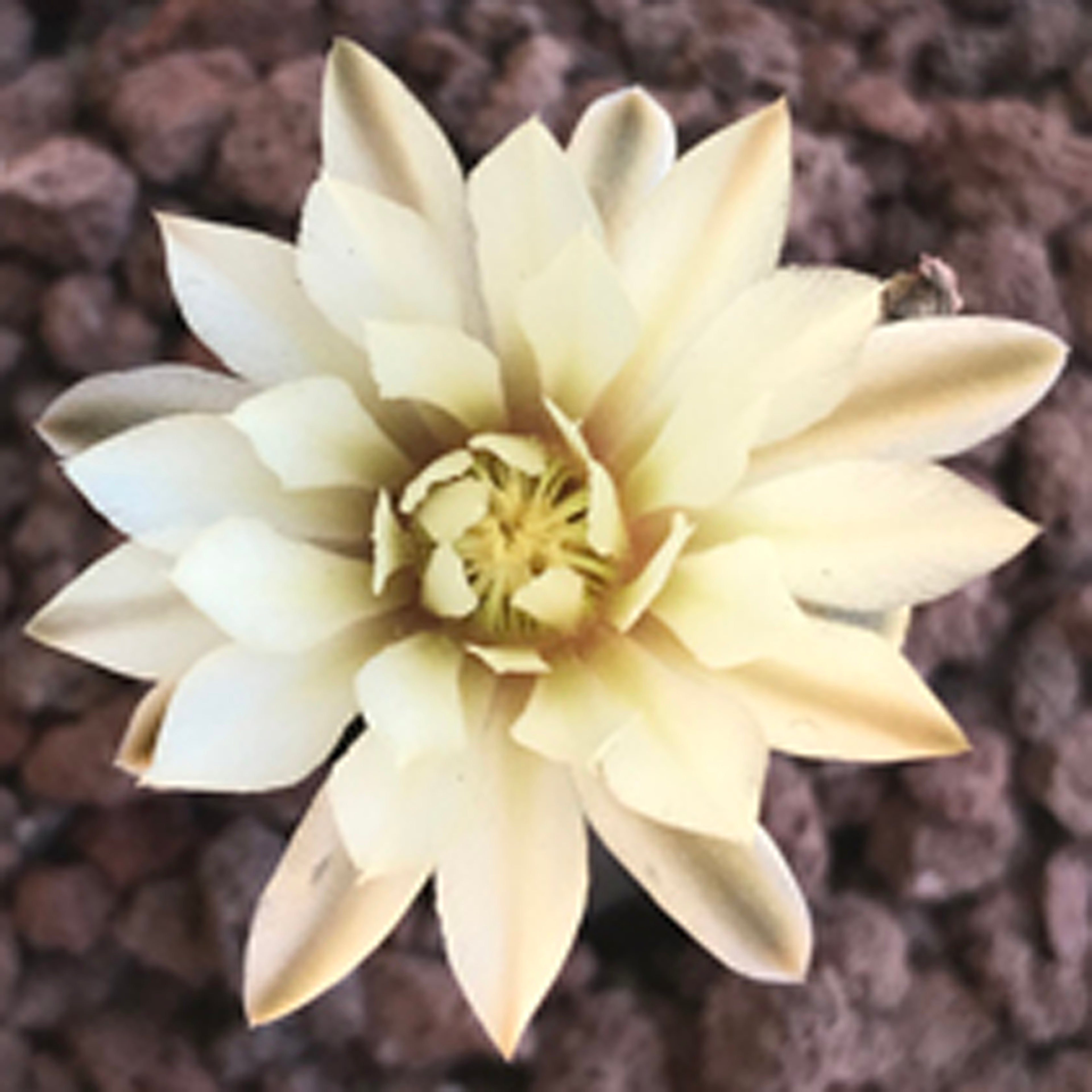 Gymnocalycium ragonesei