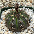 Gymnocalycium triacanthum