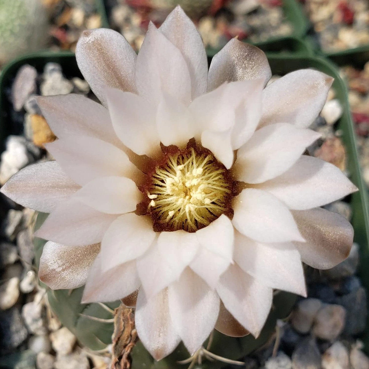 Gymnocalycium triacanthum