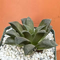 Haworthia retusa - chocolate