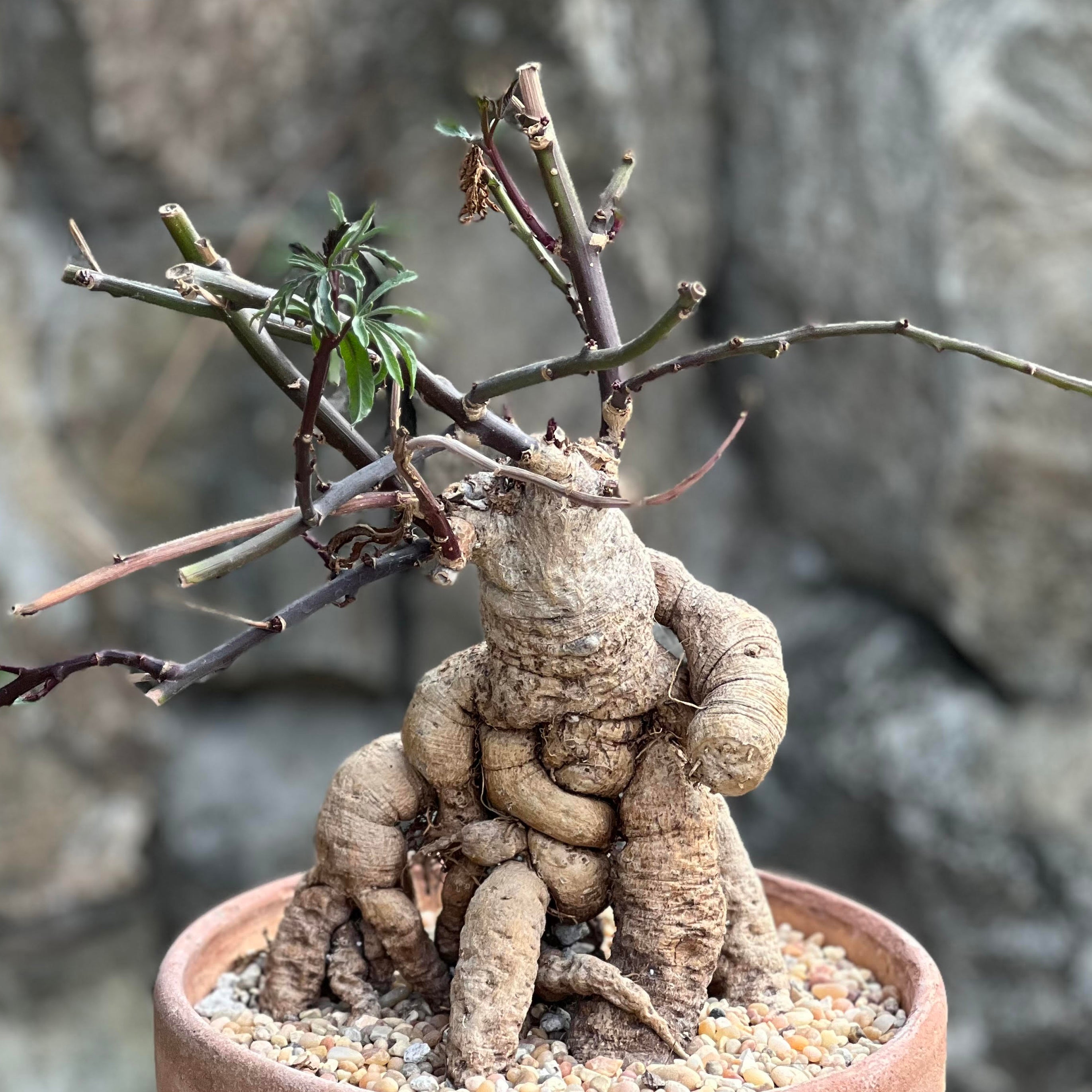 show-plant