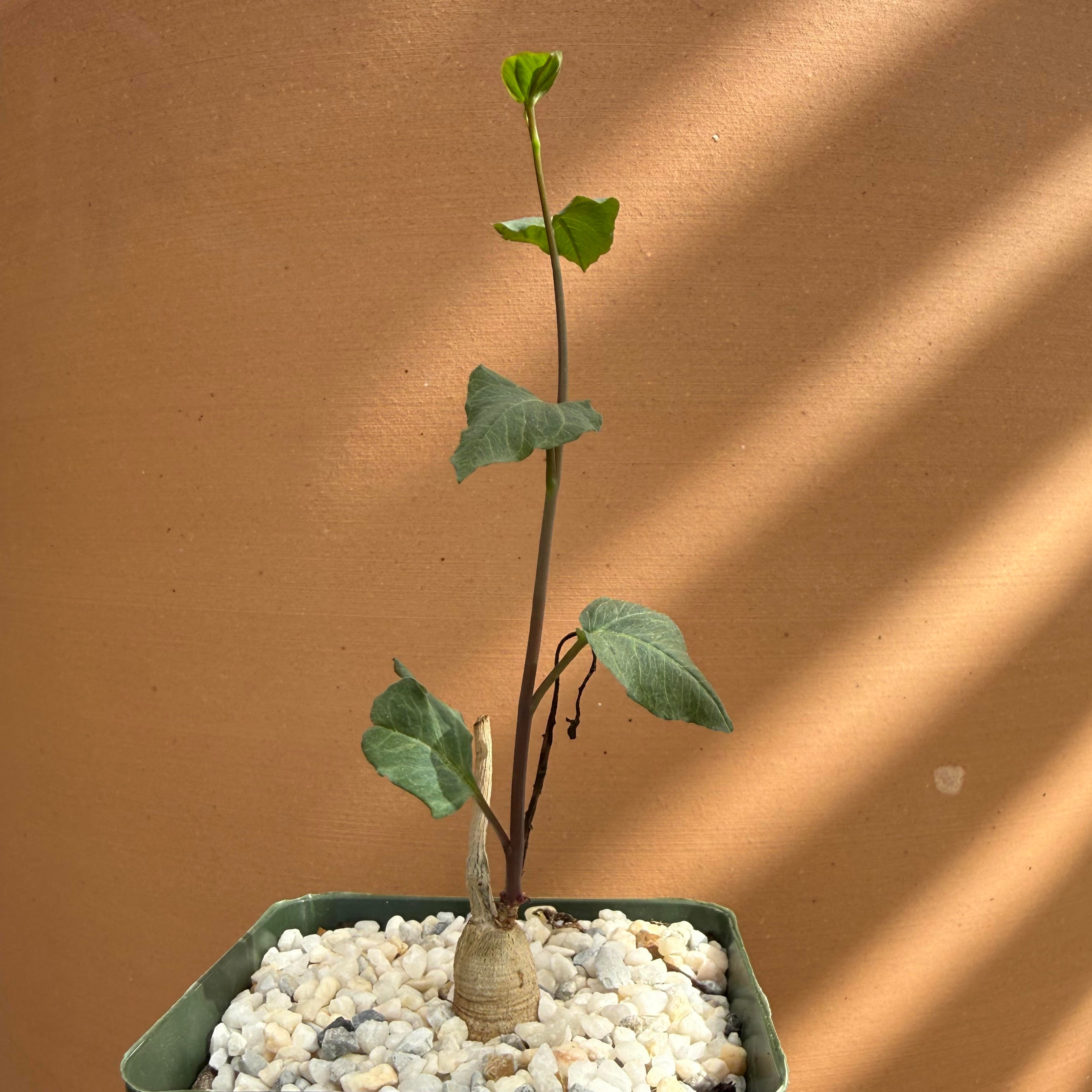 Ipomoea platensis
