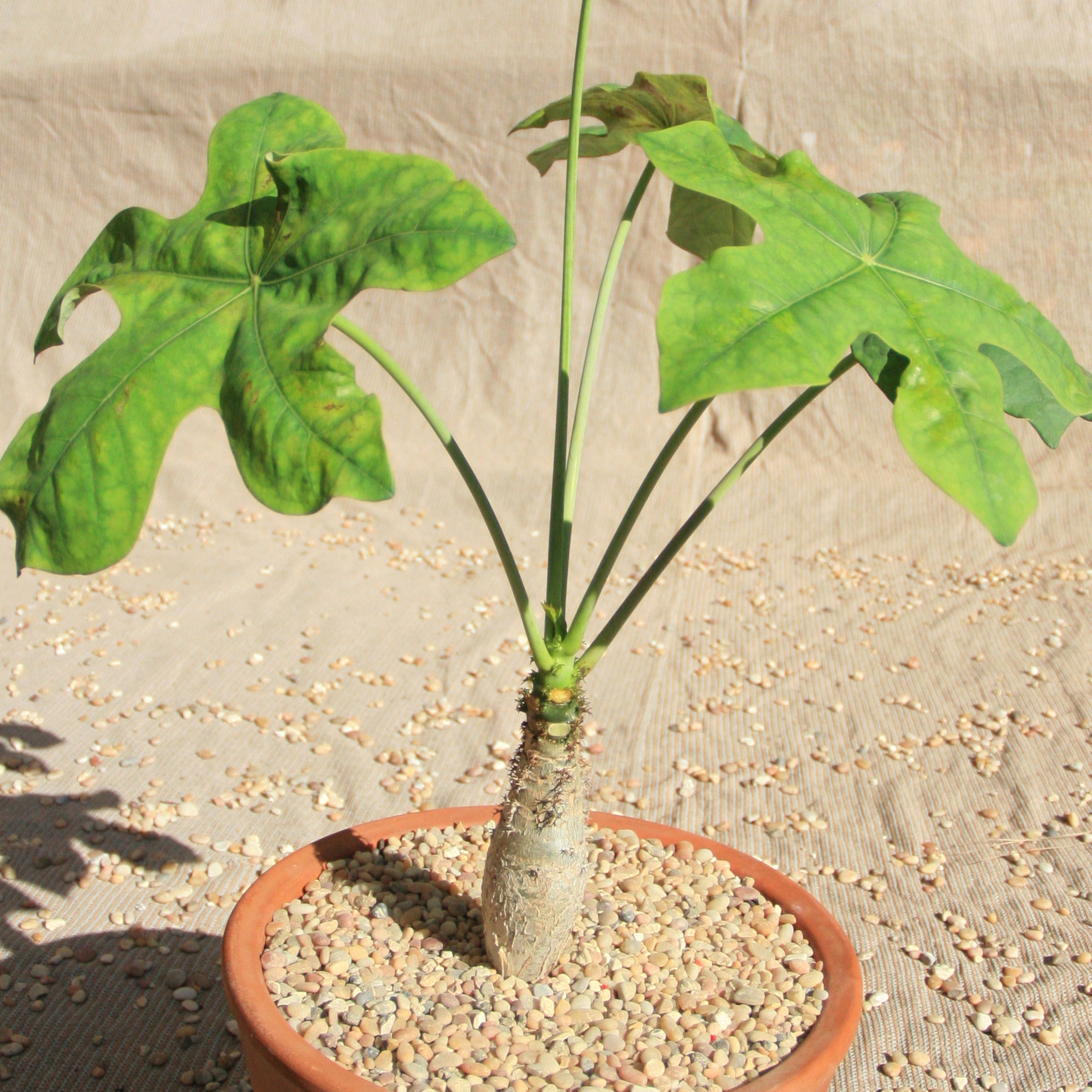 Jatropha podagrica