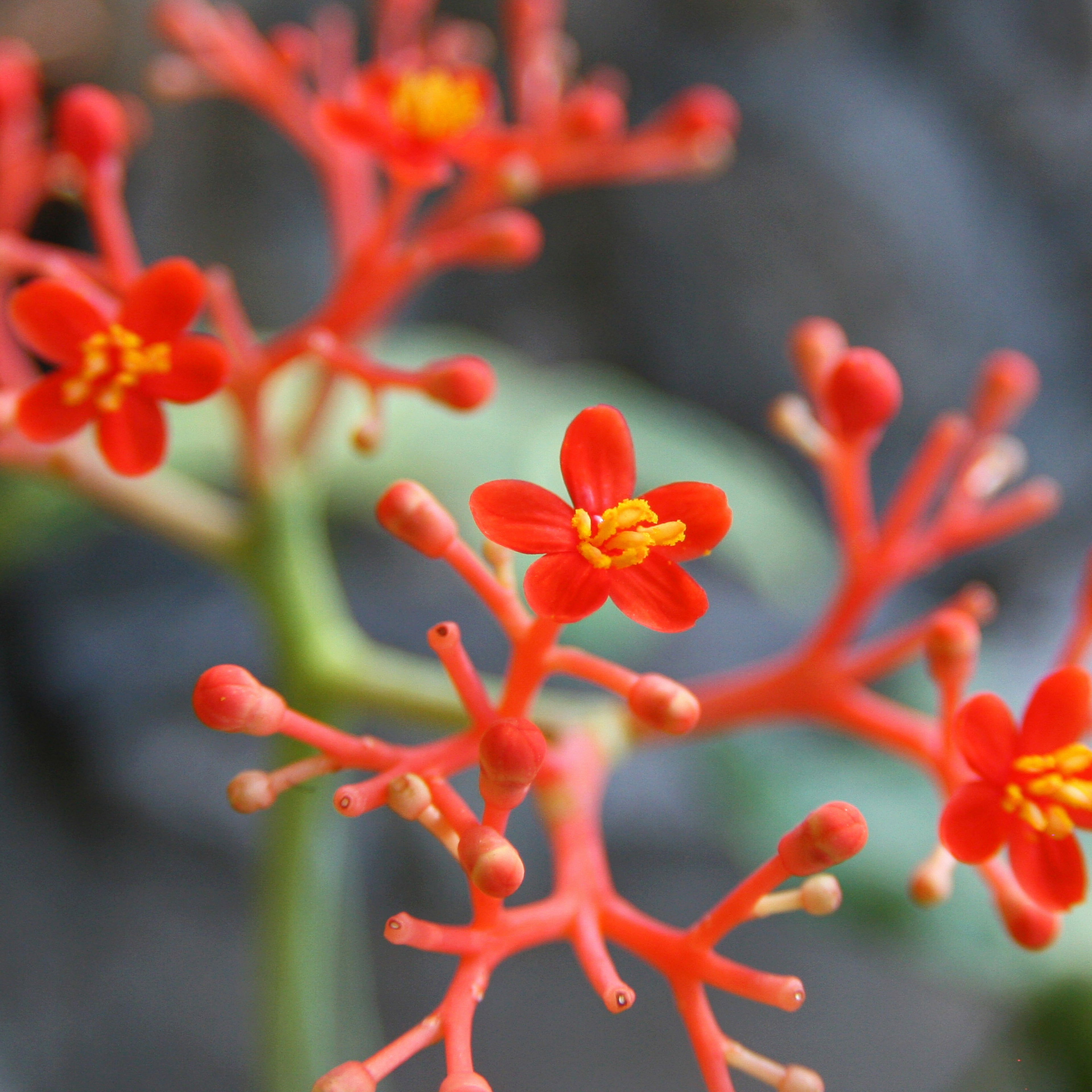 Jatropha podagrica