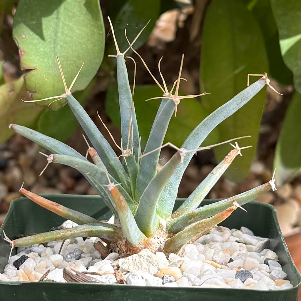 Leuchtenbergia principis