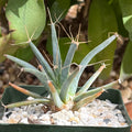 Leuchtenbergia principis