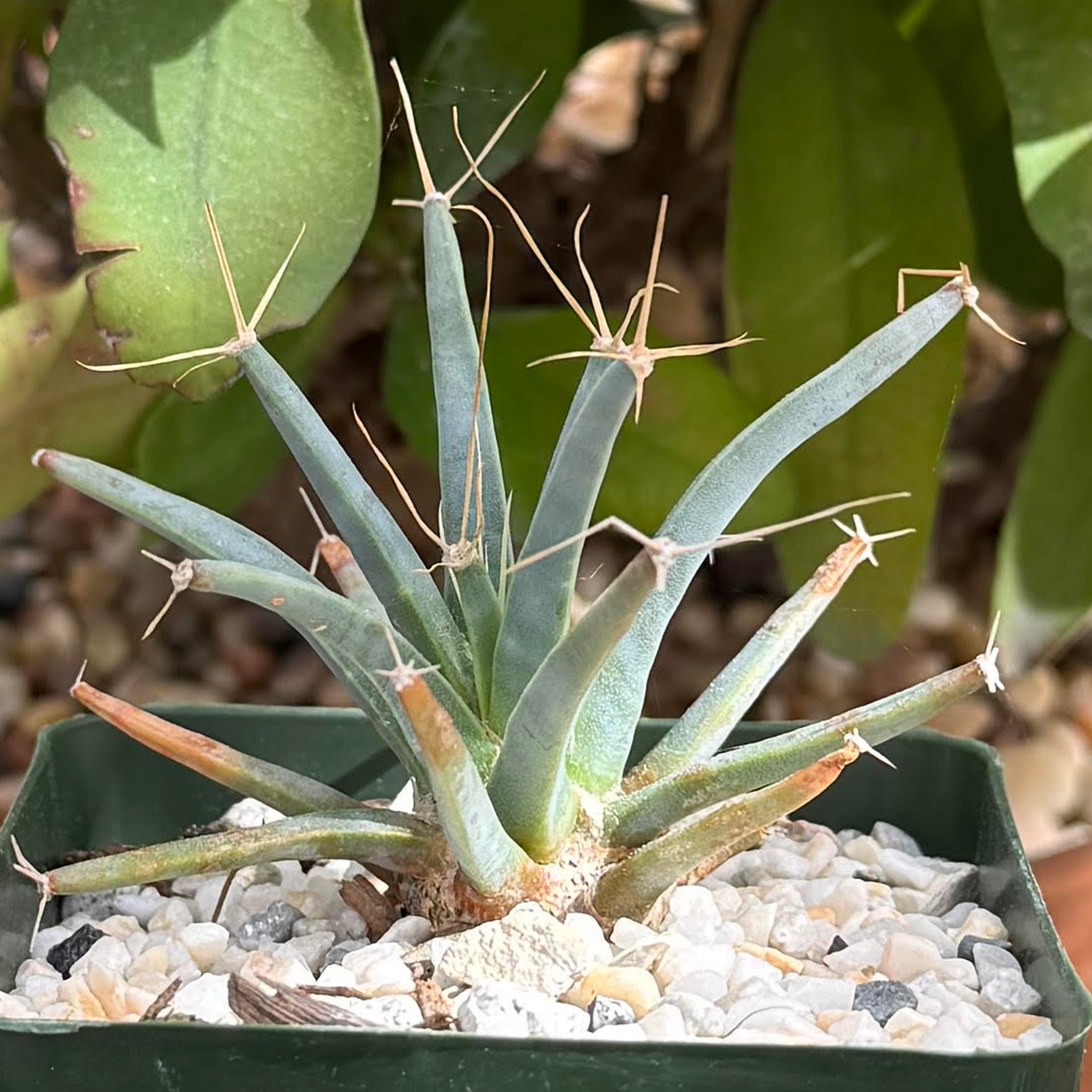 Leuchtenbergia principis