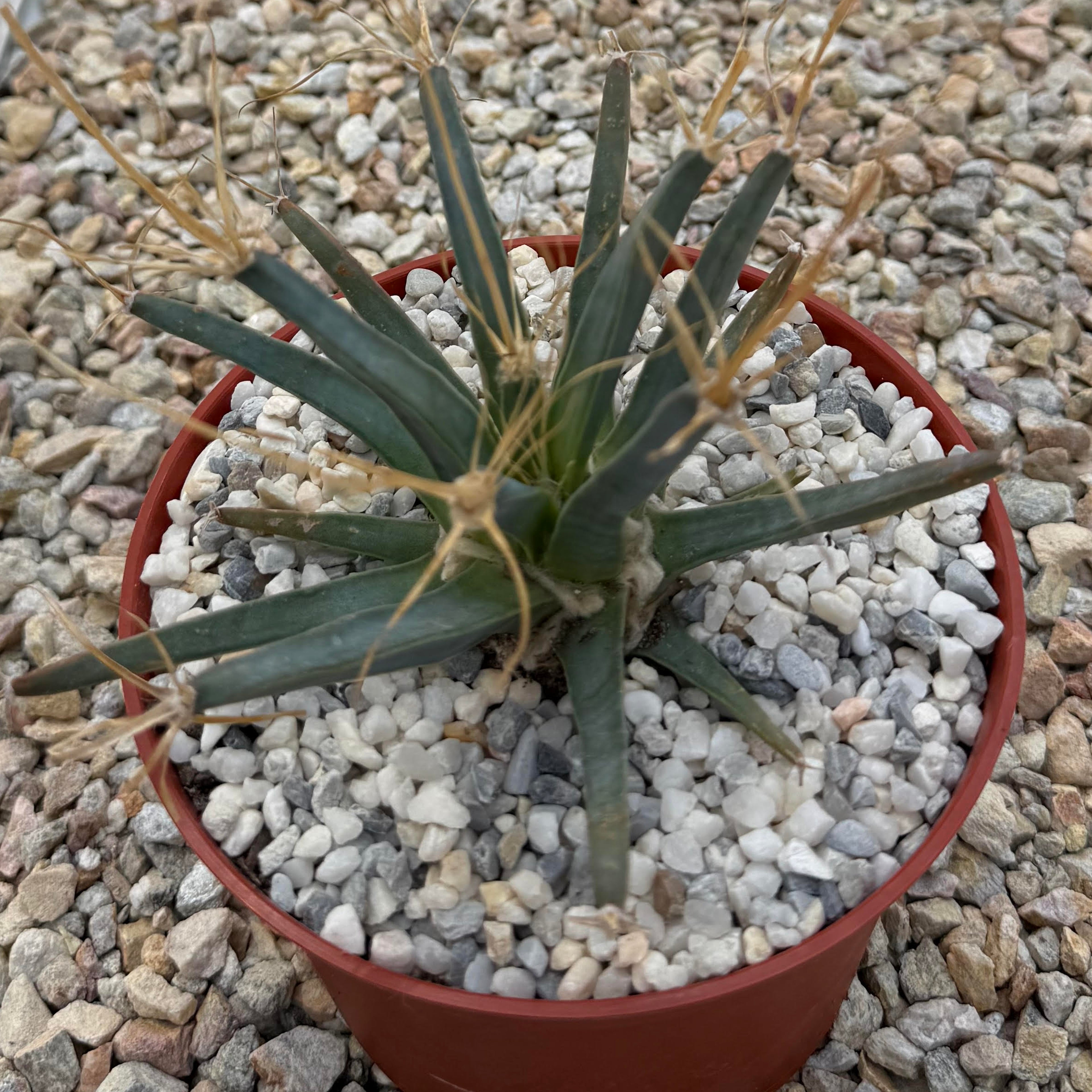 Leuchtenbergia principis