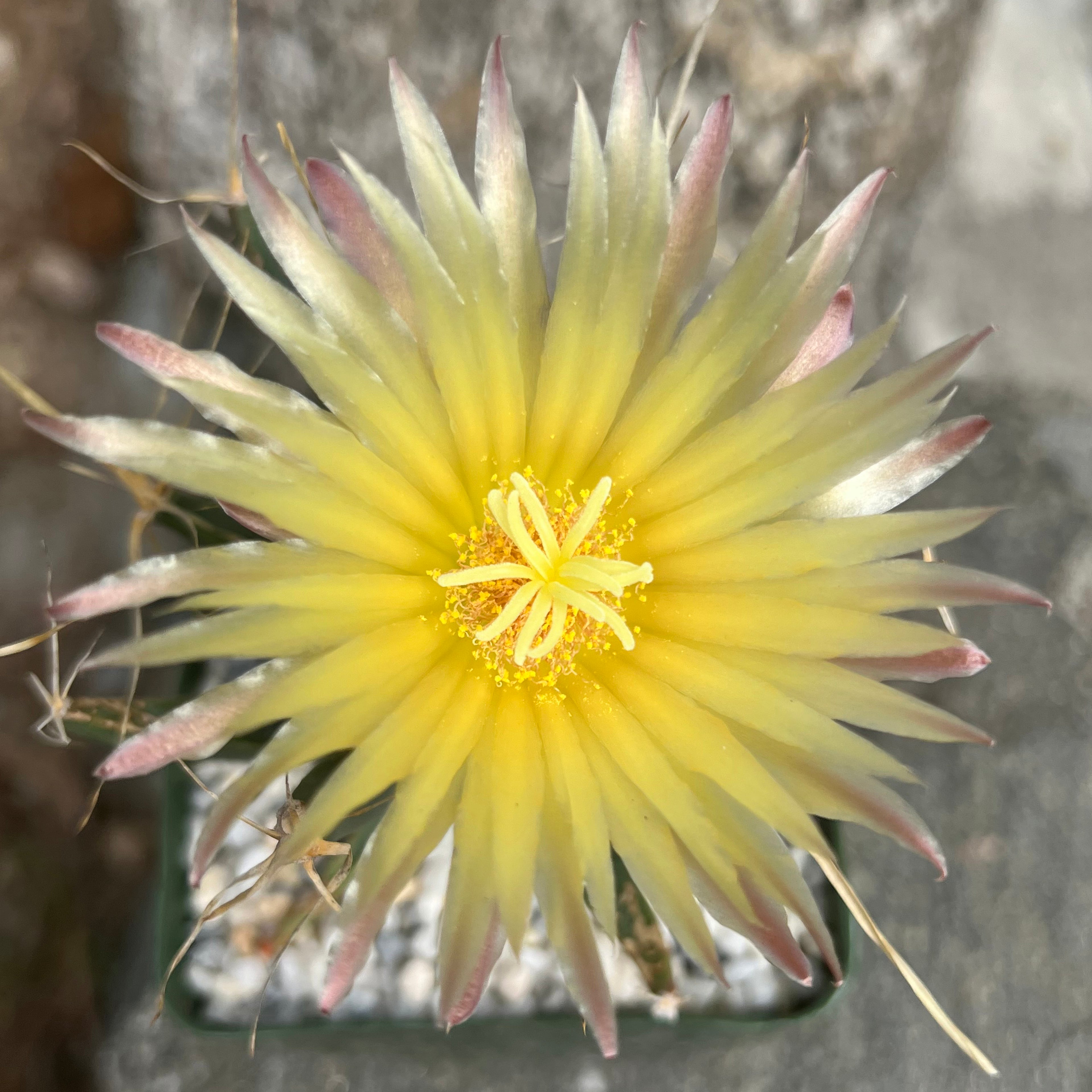 Leuchtenbergia principis